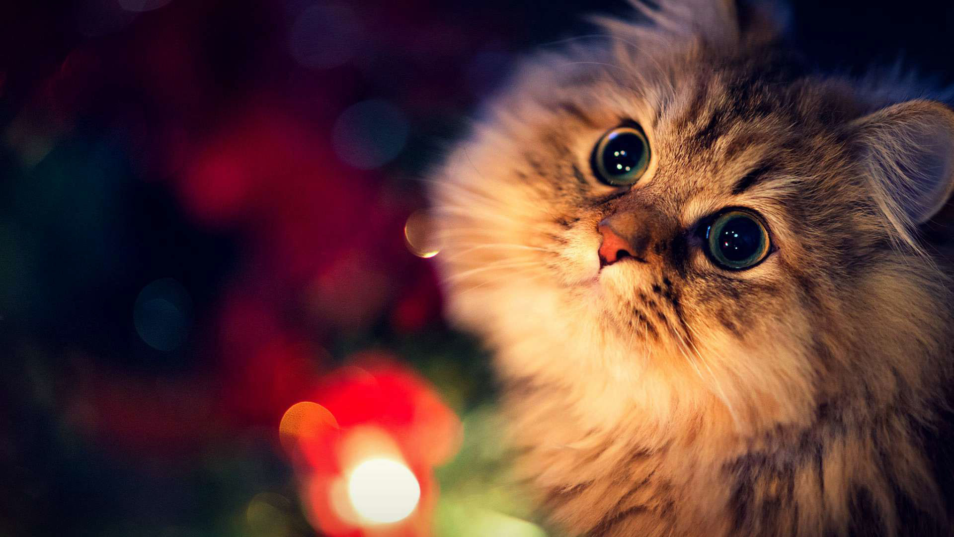 1920x1080 hd pics photos stunning cute cat christmas lights beautiful hd quality desktop  background wallpaper