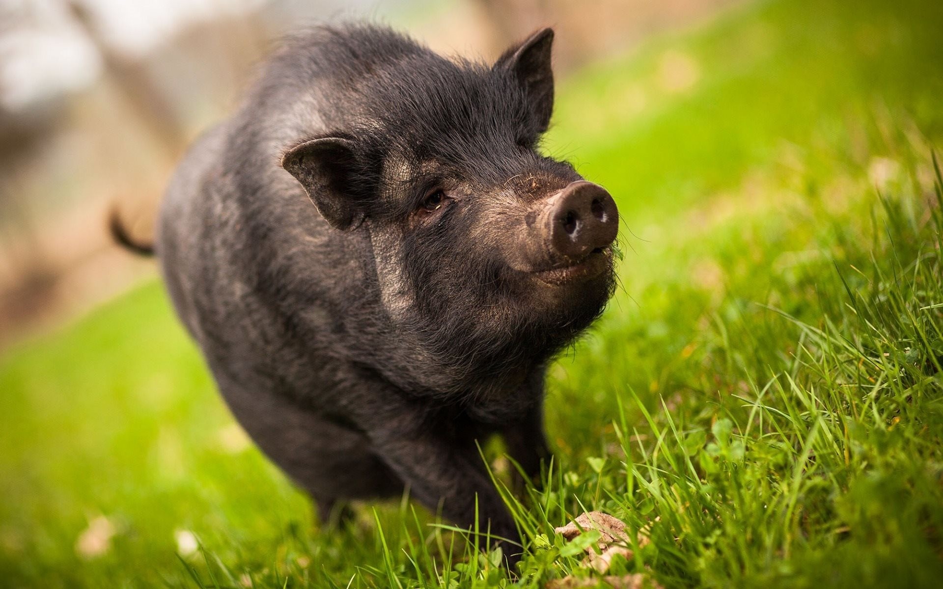 1920x1200 Black Piglet, green grass, pig, black pig