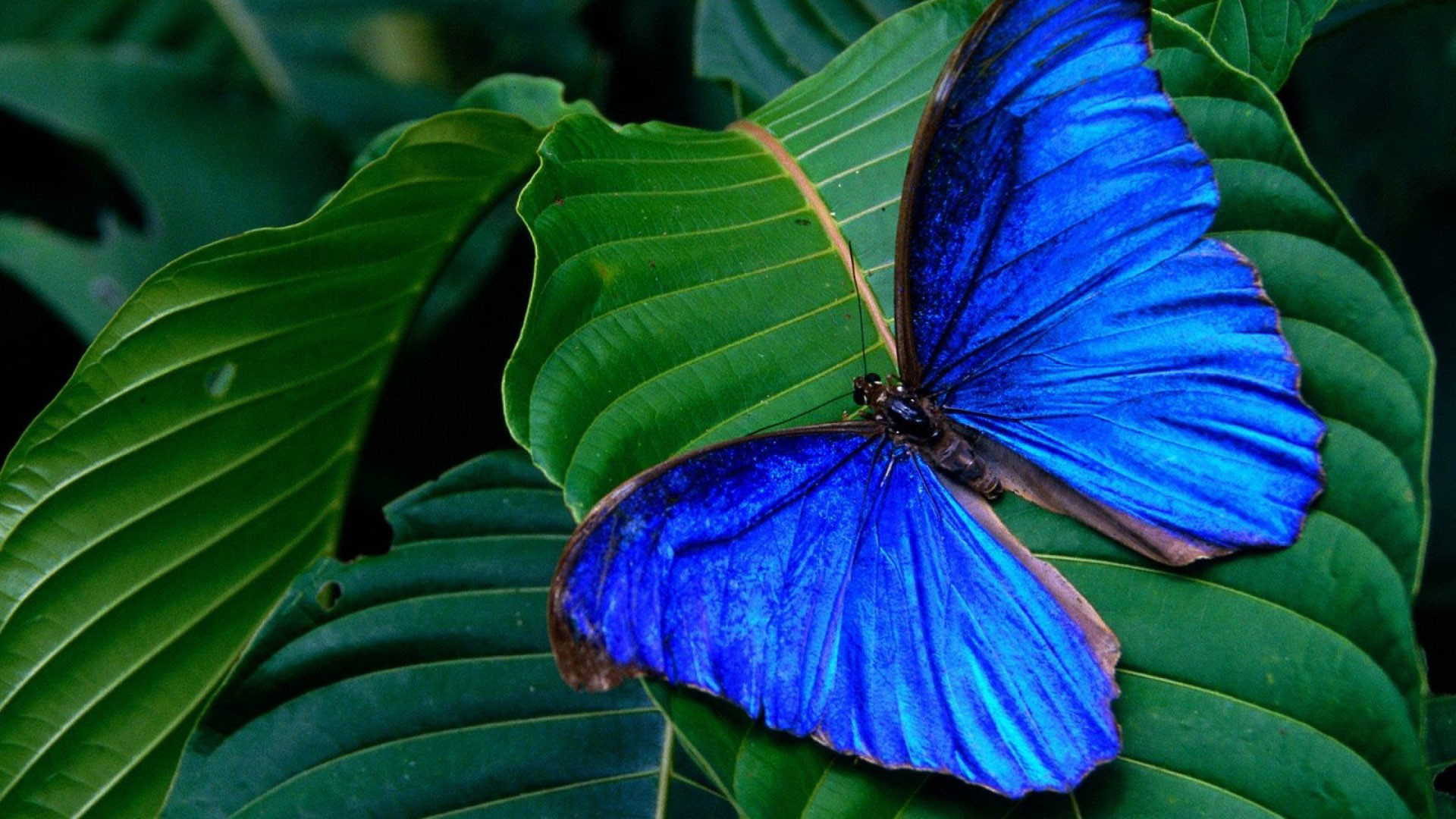 1920x1080 hd pics photos cute blue butterfly on leaves nature hd quality desktop  background wallpaper