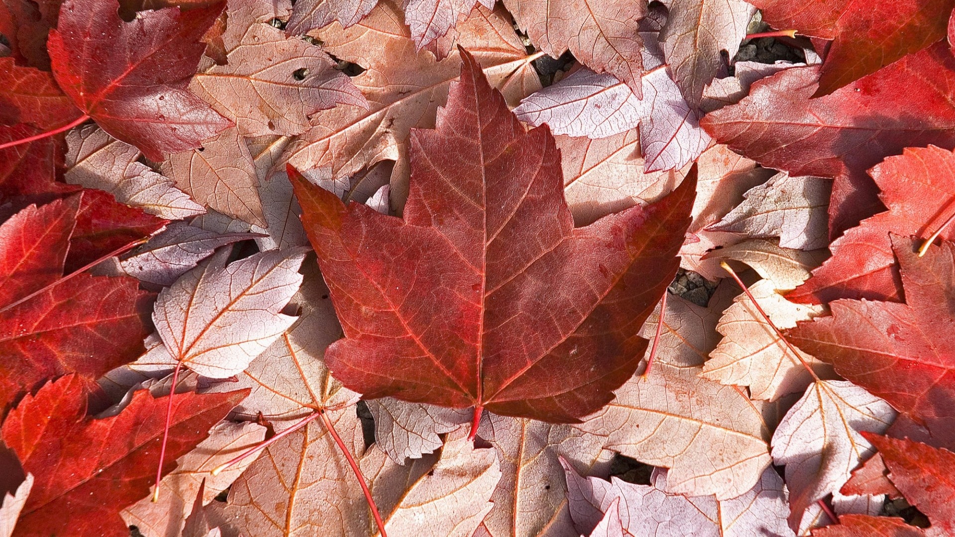 1920x1080 Preview wallpaper canada, flag, leaves, maple, cool 