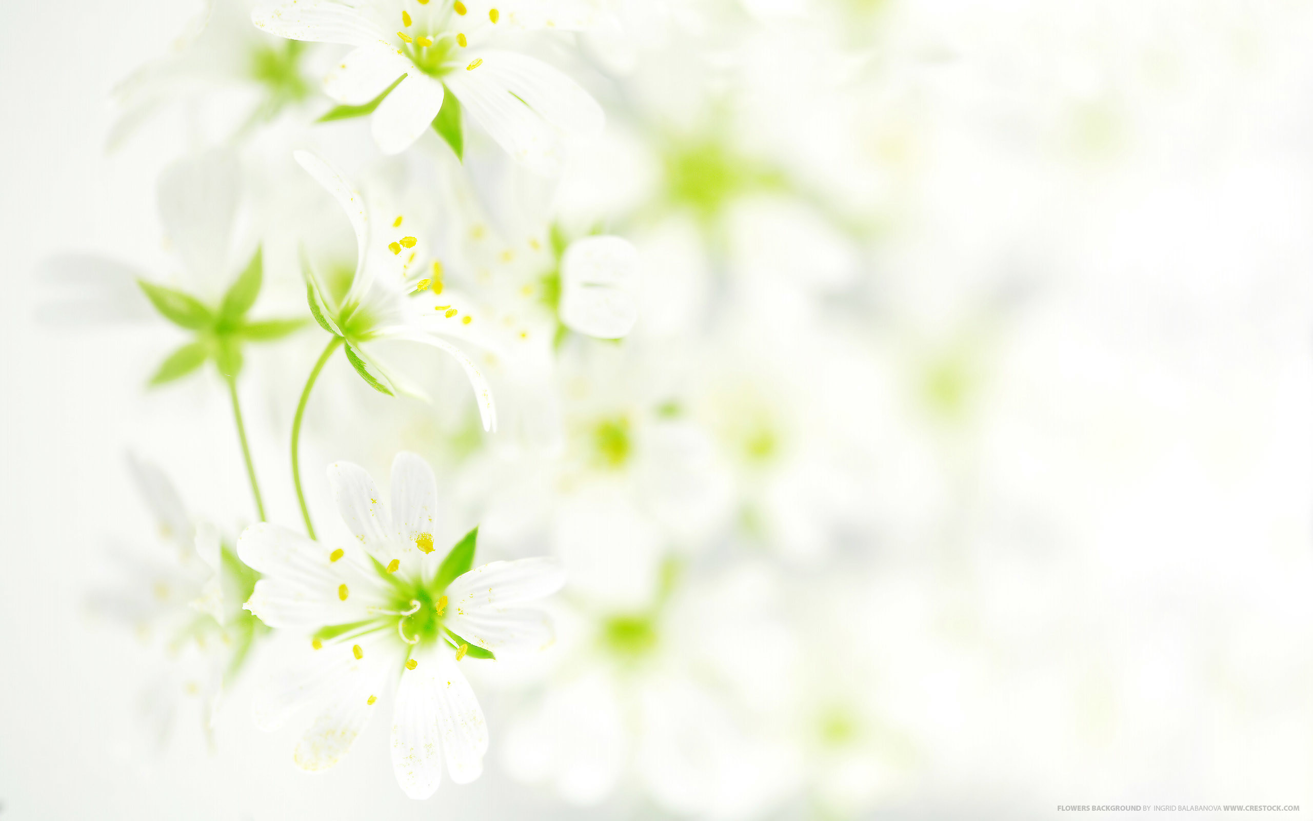 2560x1600 Flowers Background Wallpaper  Flowers, Background #3809