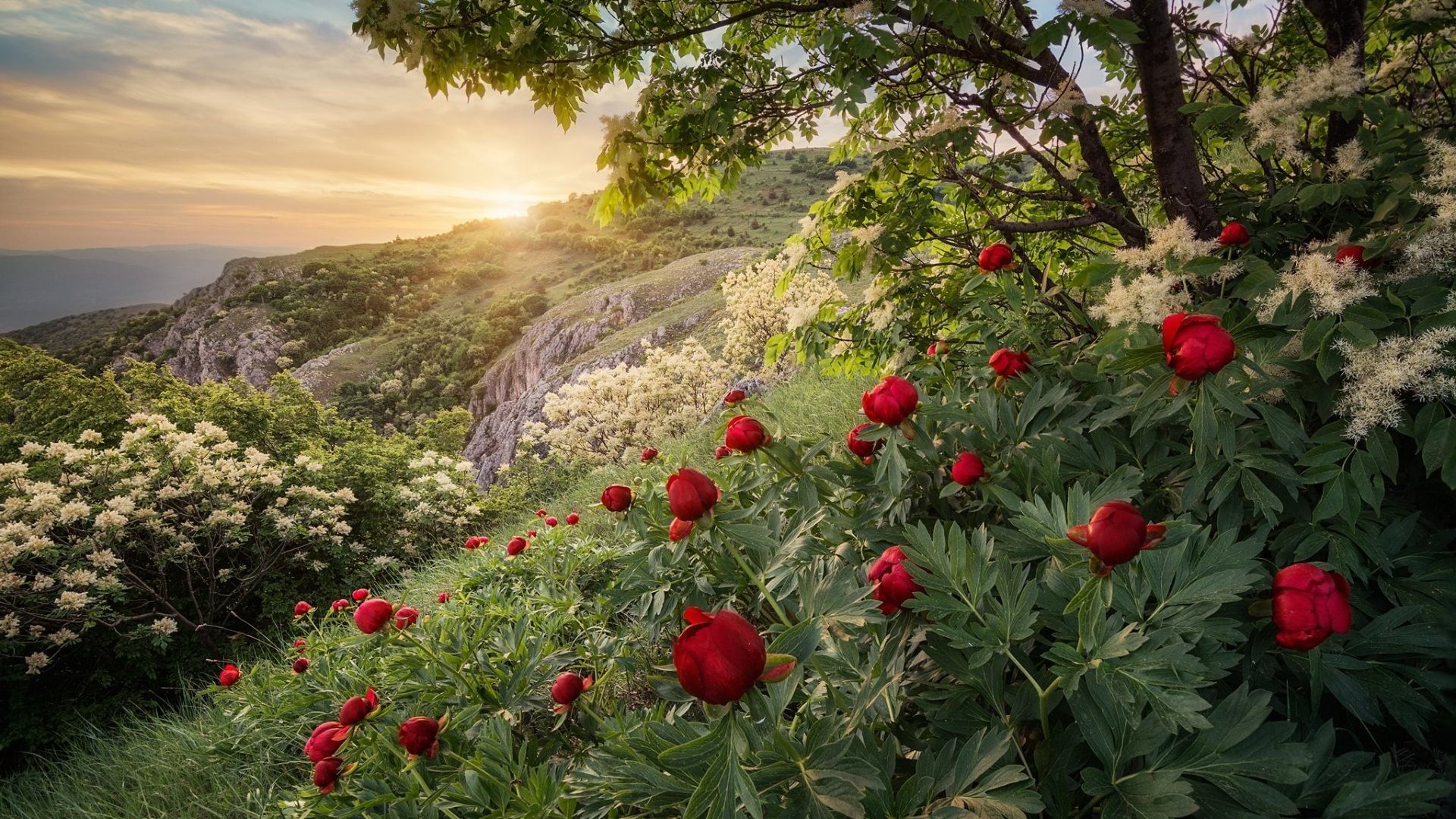 1920x1080 Spring Tag - Sunset Mountain Forest Bulgaria Spring Peony Hd Nature Images  For Android Phone for