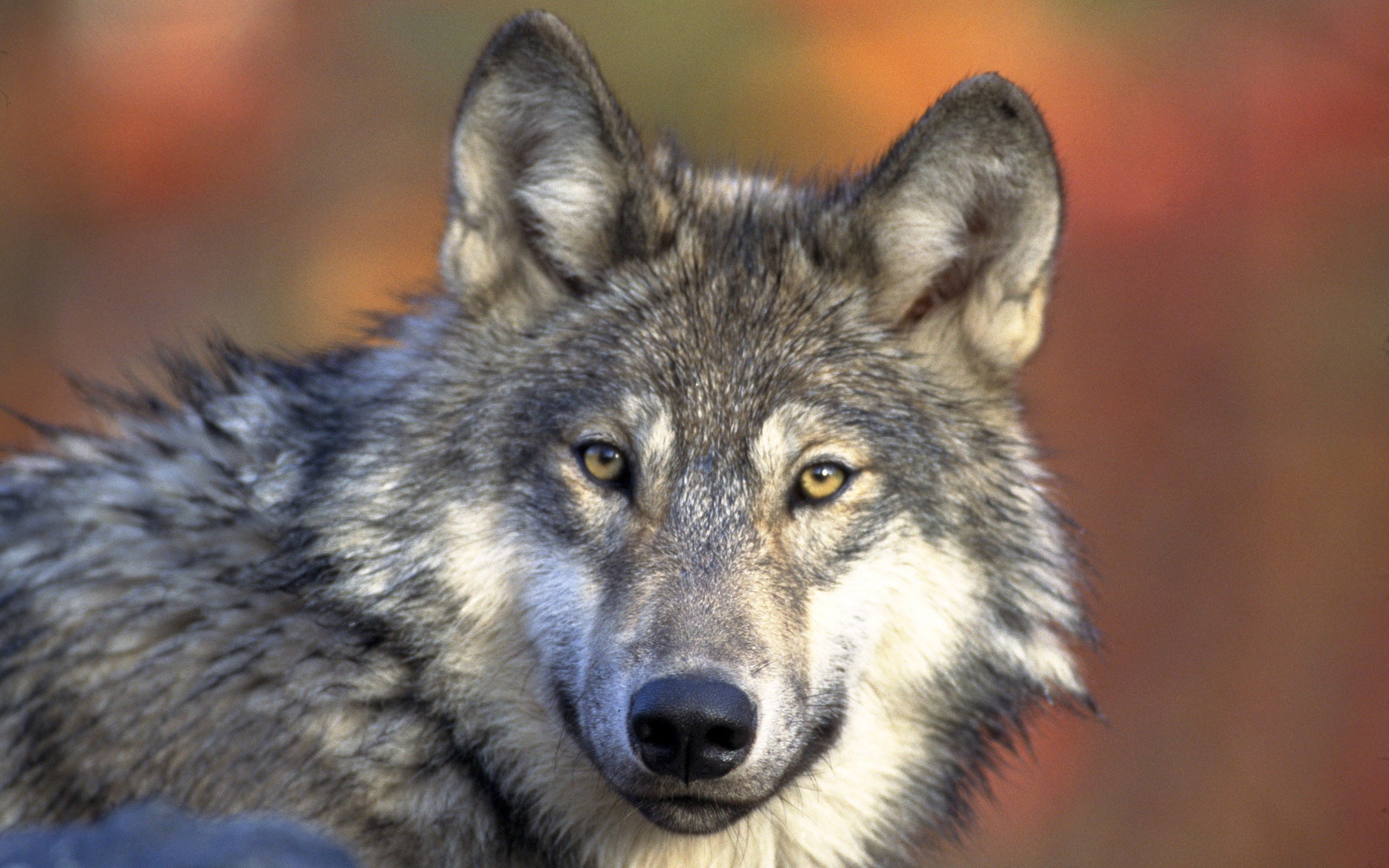 2560x1600 cool wallpapers of wolves 1564 wallpapers cool wallpapers of wolves .