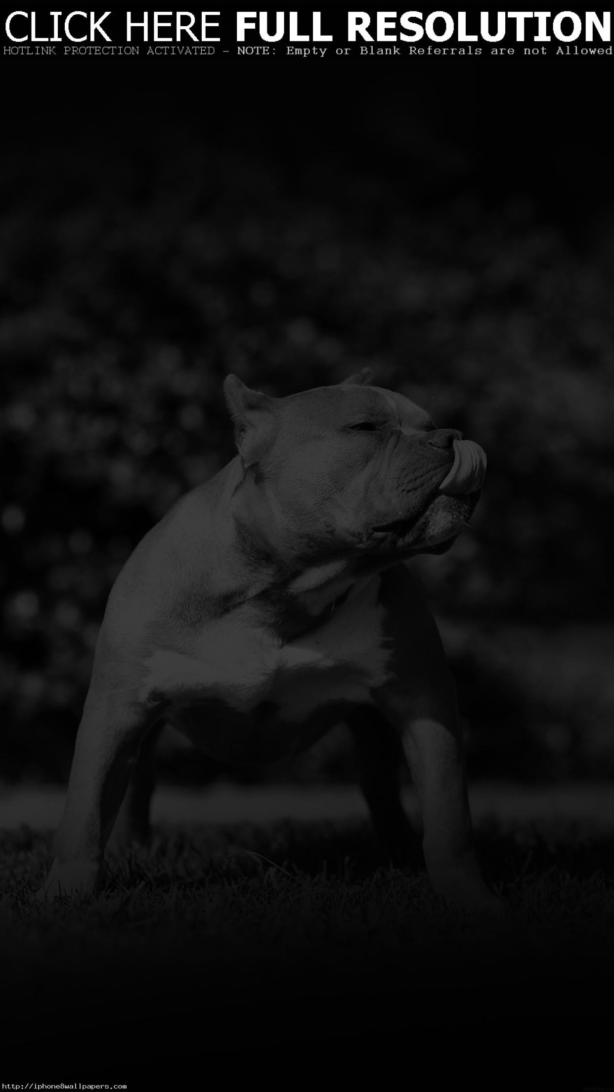 1242x2208 Pitbull In Park Nature Animal Dark Android wallpaper - Android HD wallpapers
