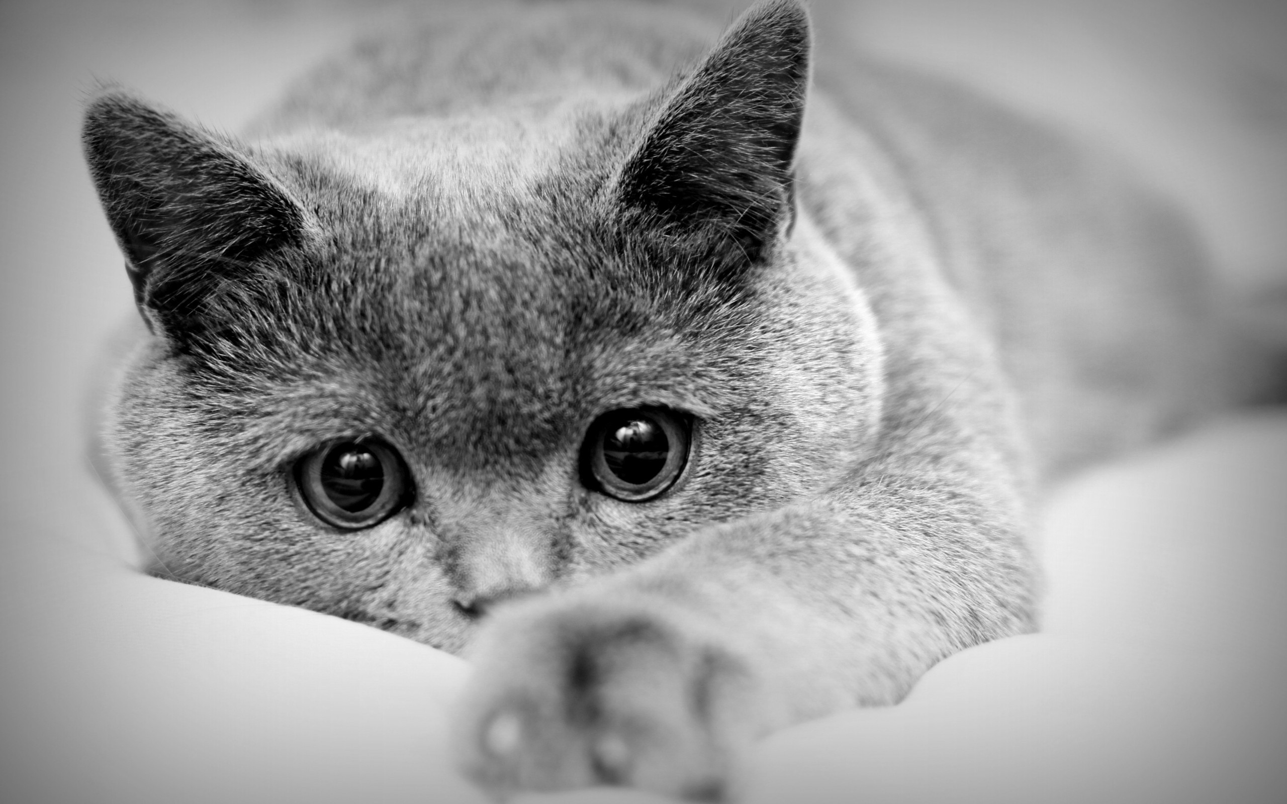 2560x1600 Cat Wallpaper pictures background.