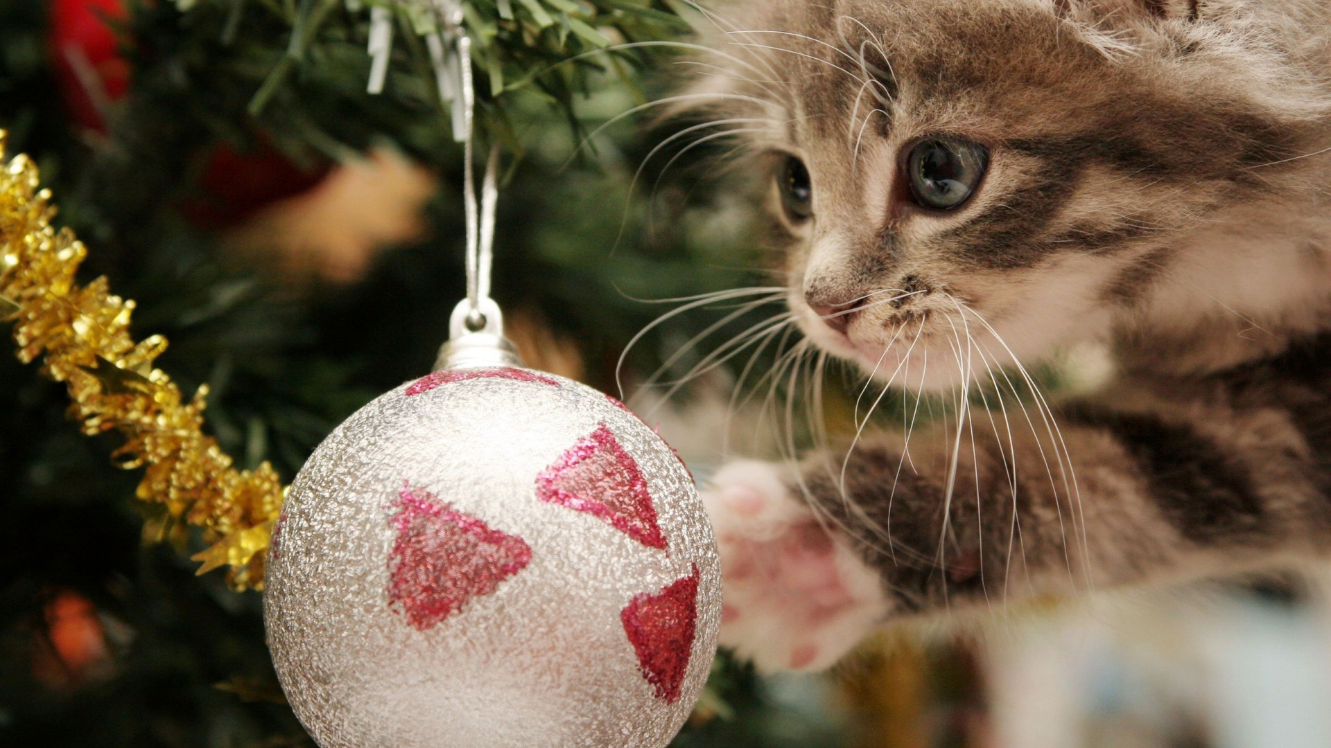 1920x1080 Free Christmas Puppy Wallpapers 1080p Â« Long Wallpapers ...