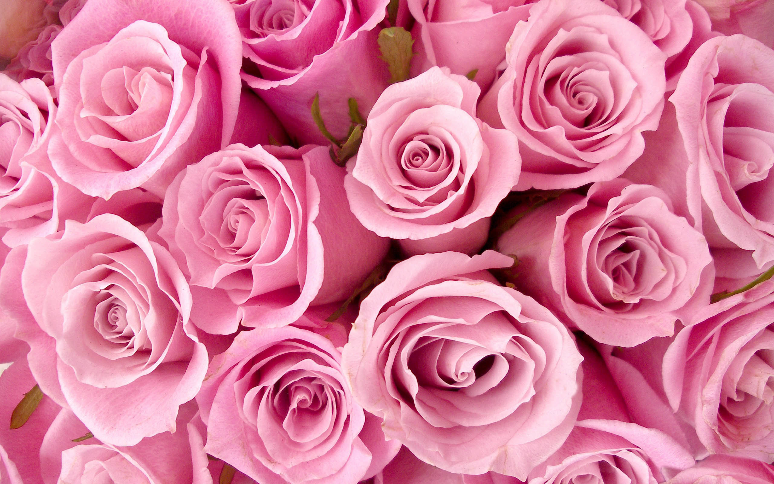 2560x1600 Cute Pink Roses Wallpaper