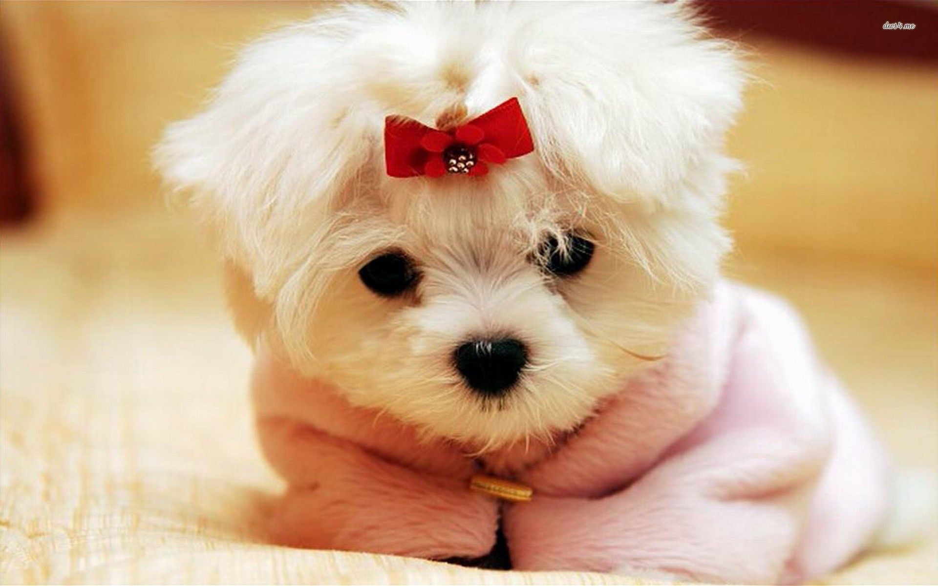 1920x1200 Cutest Puppy