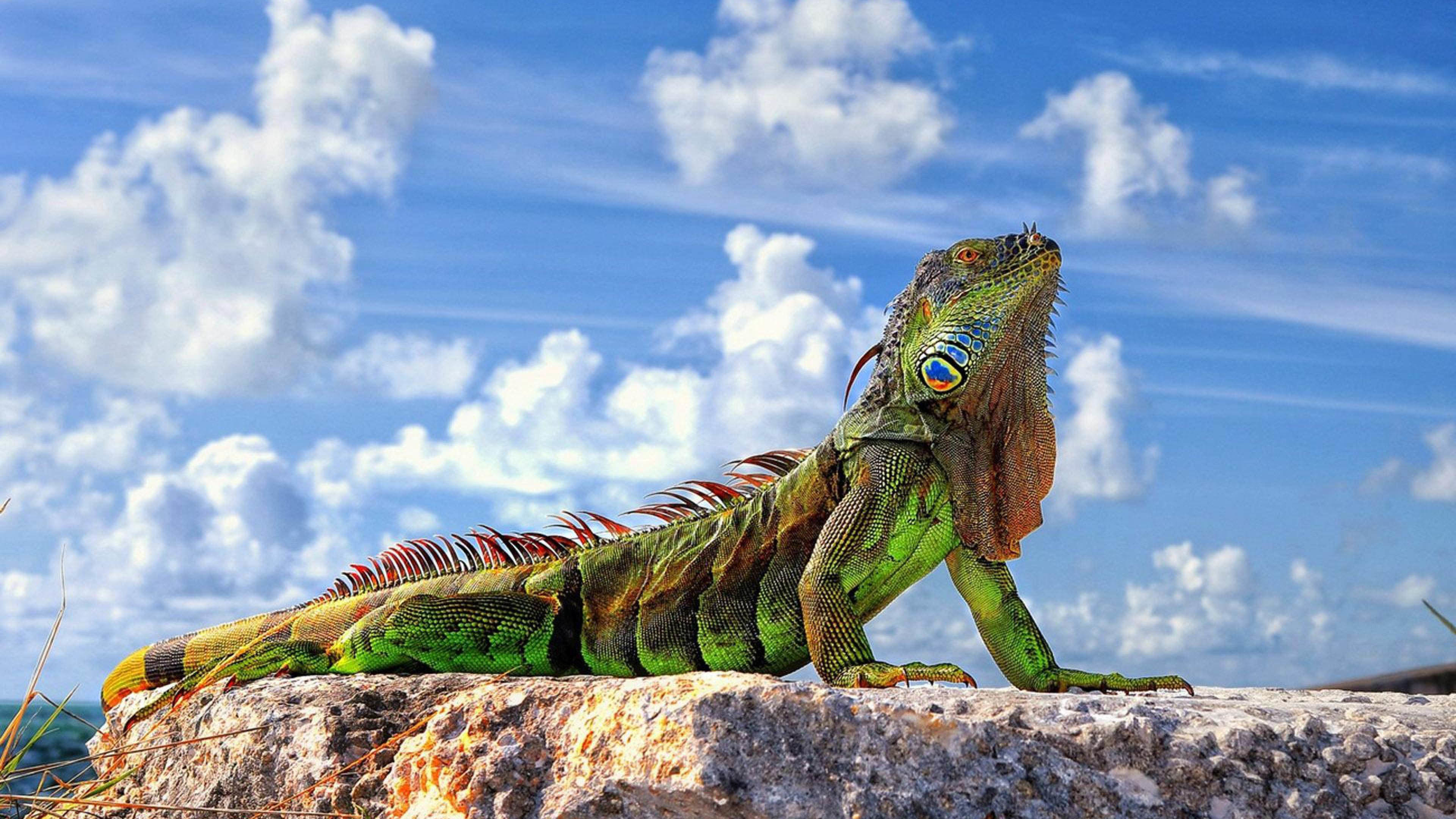 3840x2160 Beautiful Colored Iguana  wallpaper