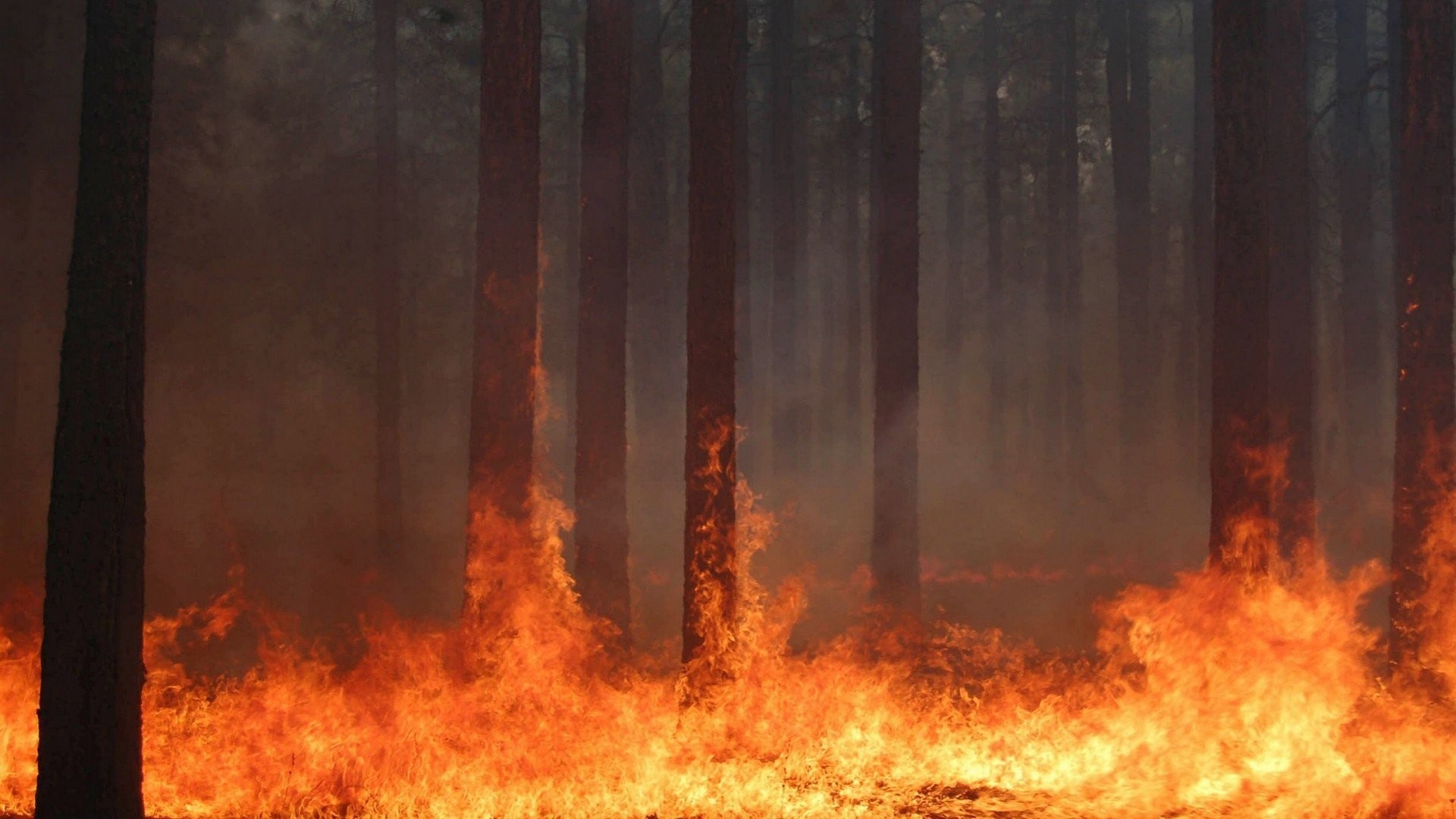 1920x1080 Forest fire flames tree disaster apocalyptic (1) wallpaper |  |  415768 | WallpaperUP