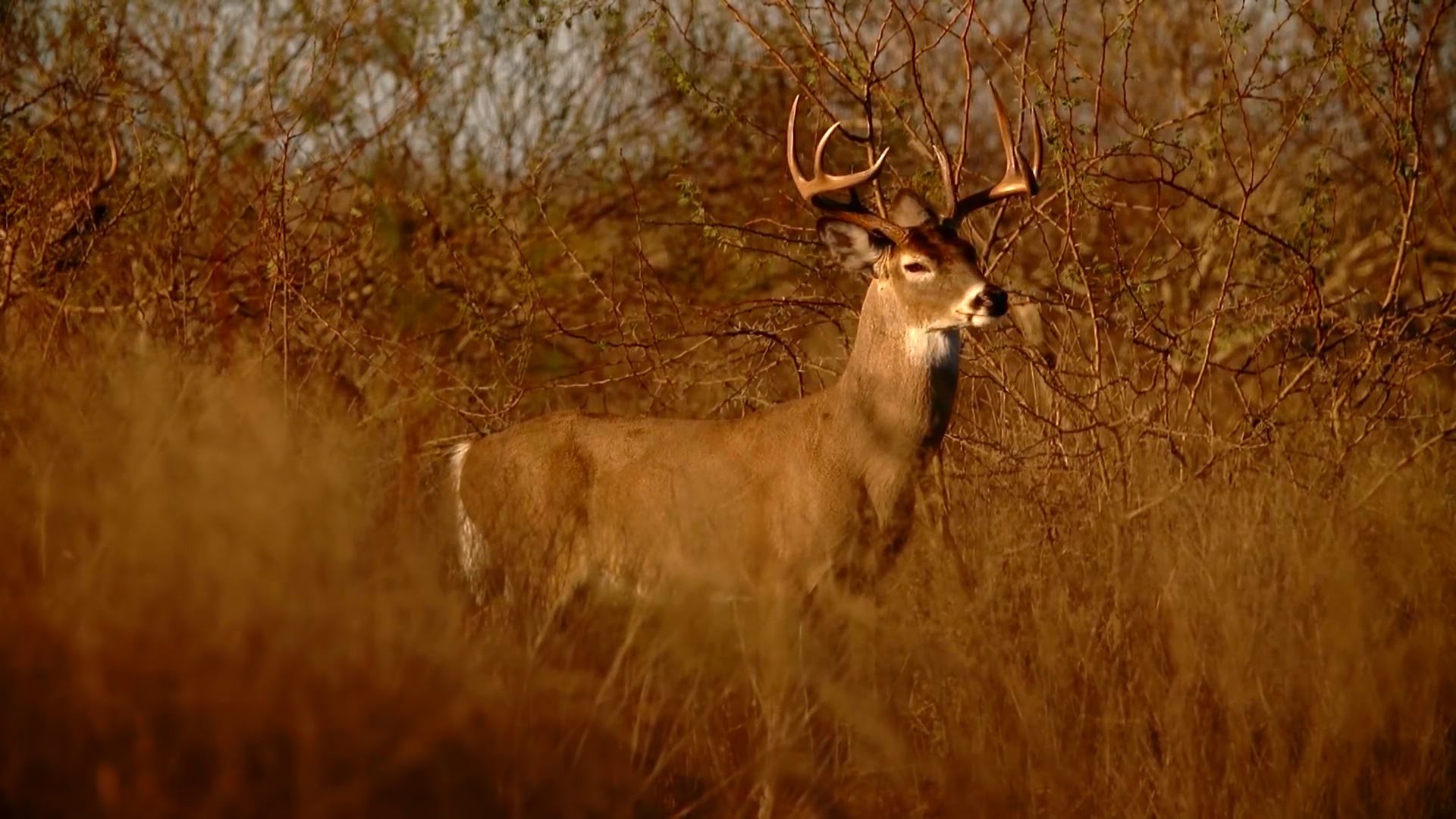 1920x1080 The South Texas Sheaux (Episode 1) - Huge Whitetail Bucks, Axis Deer &  Black Buck Antelopes
