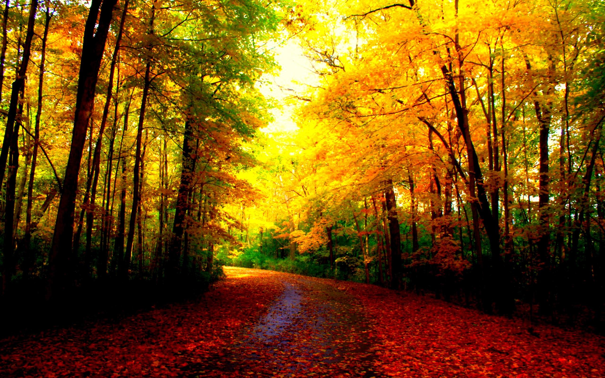 2560x1600 Beautiful Fall Scenery Nature Wallpapers ...