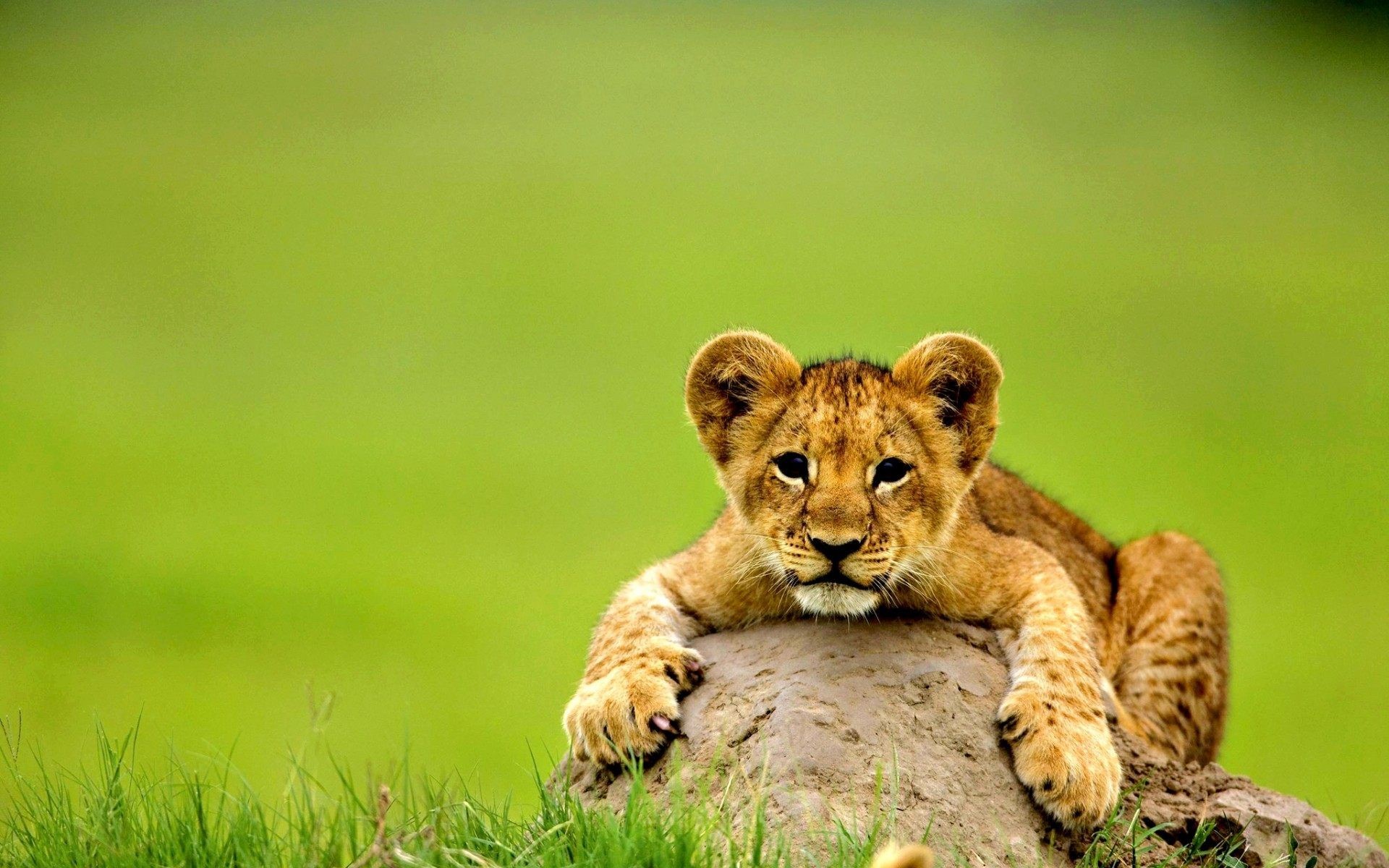 1920x1200 952 Views 653 Download Fearless Lion Cub Seating on Stone Image