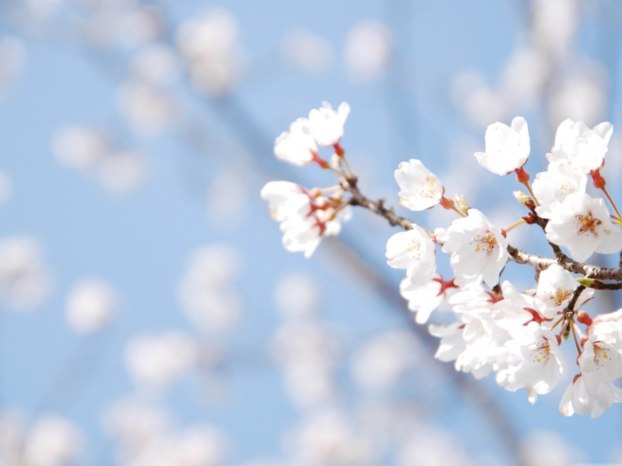 2560x1920 Cherry Blossom - Spring Desktop Wallpaper - Cherry Blossom - Spring .