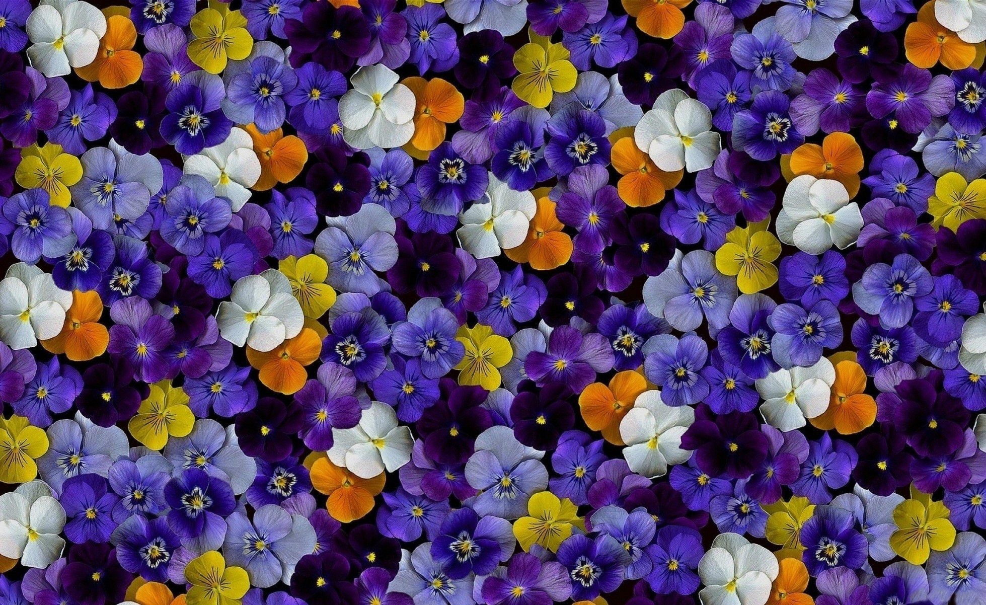 1959x1202 Nature Pretty Orange Flowers Blue Violet White Colorful Pansies Purple  Daisy Flower Desktop Background