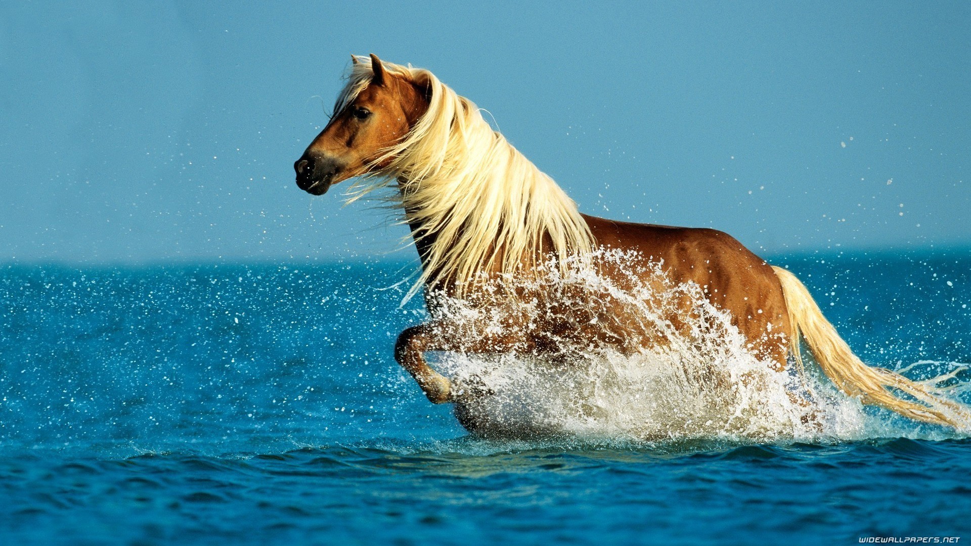 1920x1080 Horse In Ocean