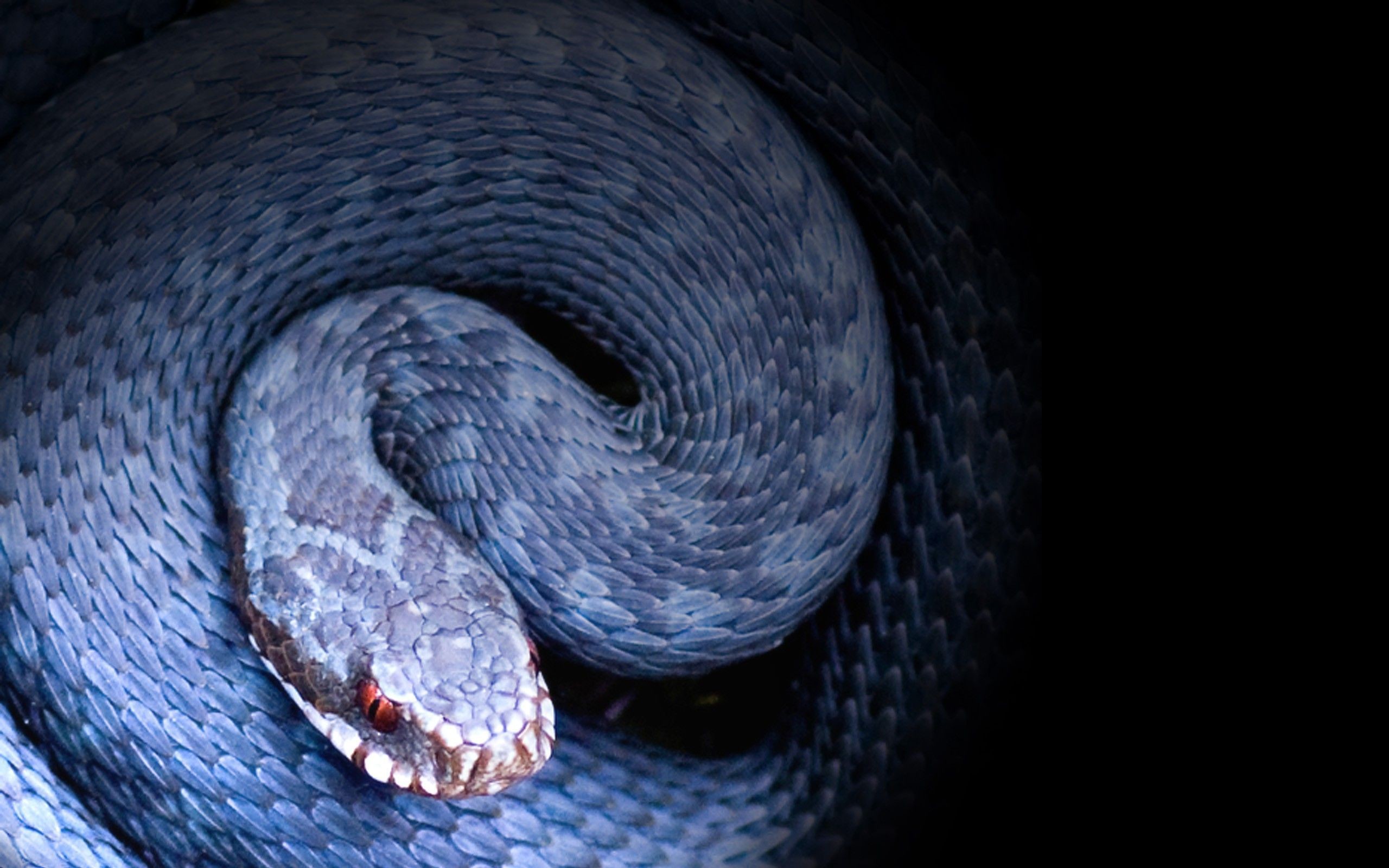 2560x1600 Exotic Snake Wallpapers Exotic Snake Images for Free MTX | HD Wallpapers |  Pinterest | Snake wallpaper and Wallpaper