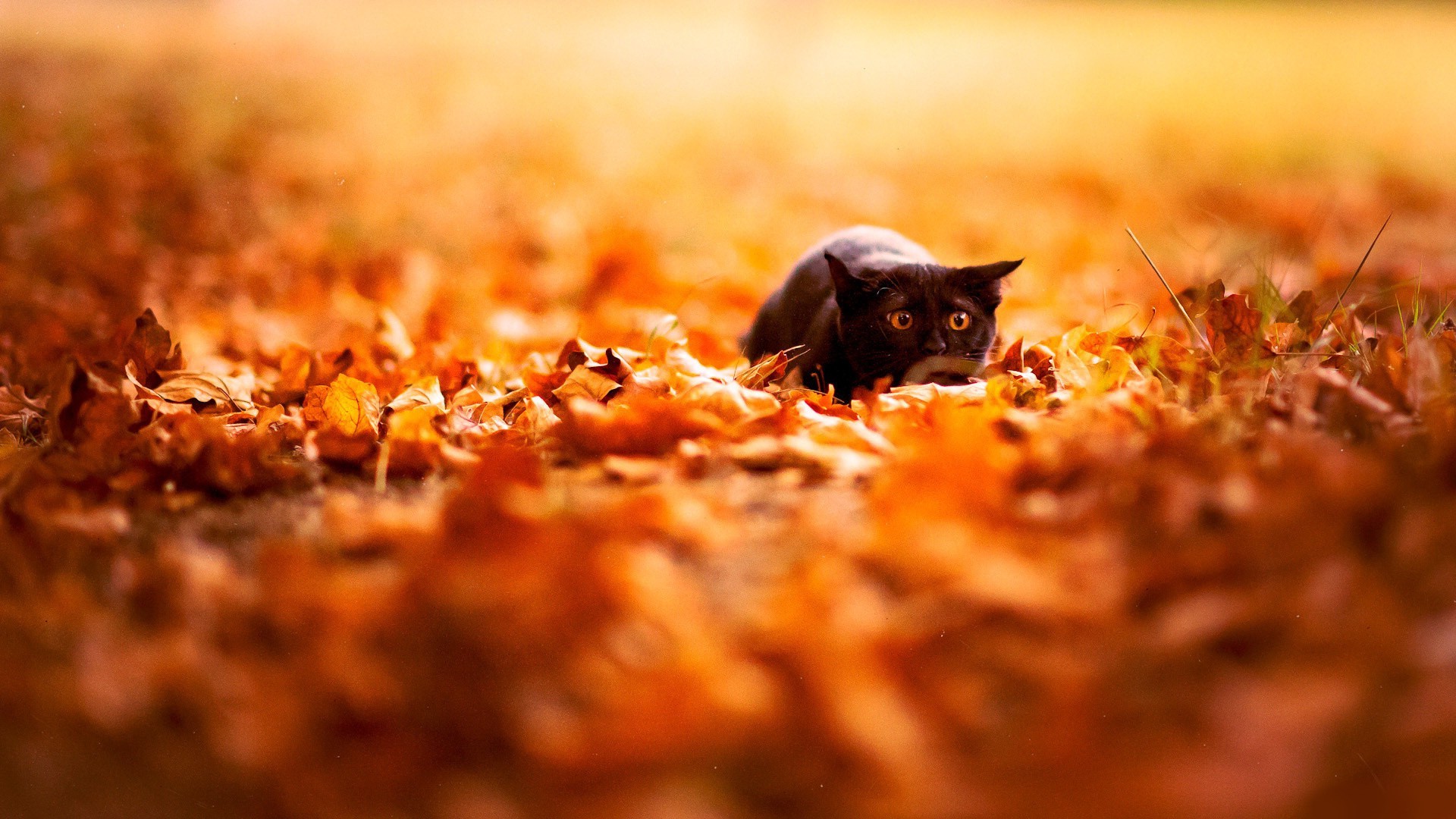 1920x1080 feline, Depth Of Field, Cat, Nature, Leaves, Fall, Animals, Black Cats  Wallpapers HD / Desktop and Mobile Backgrounds