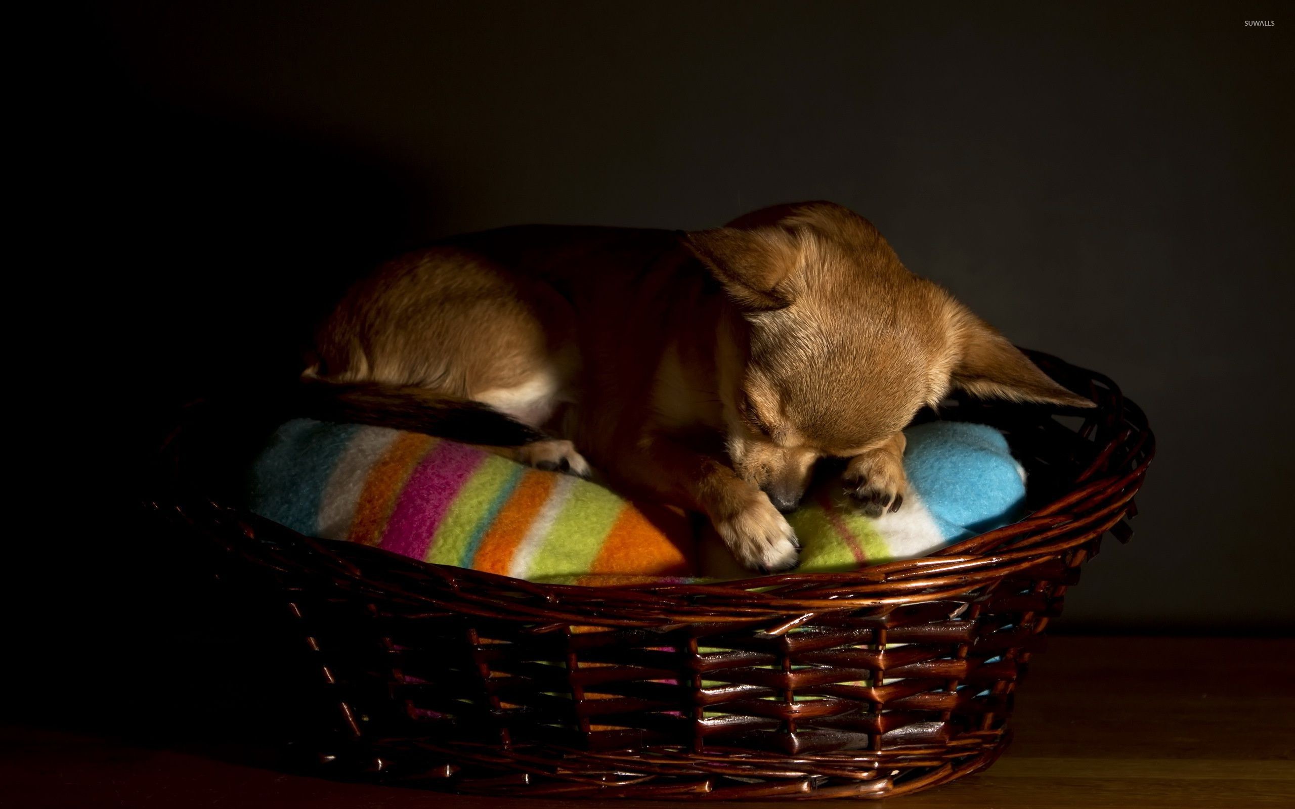 2560x1600 Chihuahua sleeping in a basket wallpaper