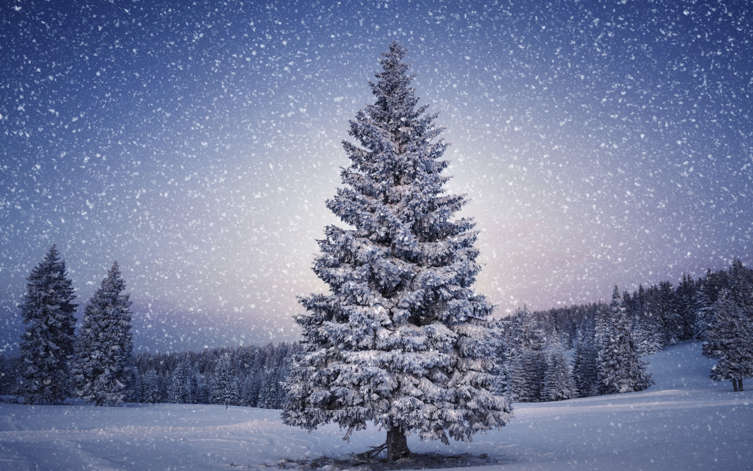 2560x1600 Christmas tree winter wallpaper