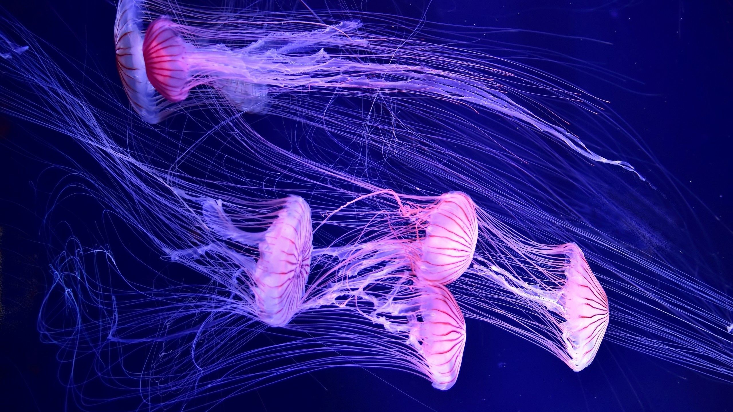 2560x1440 Animals / Jellyfish Wallpaper. Jellyfish, Deep sea ...