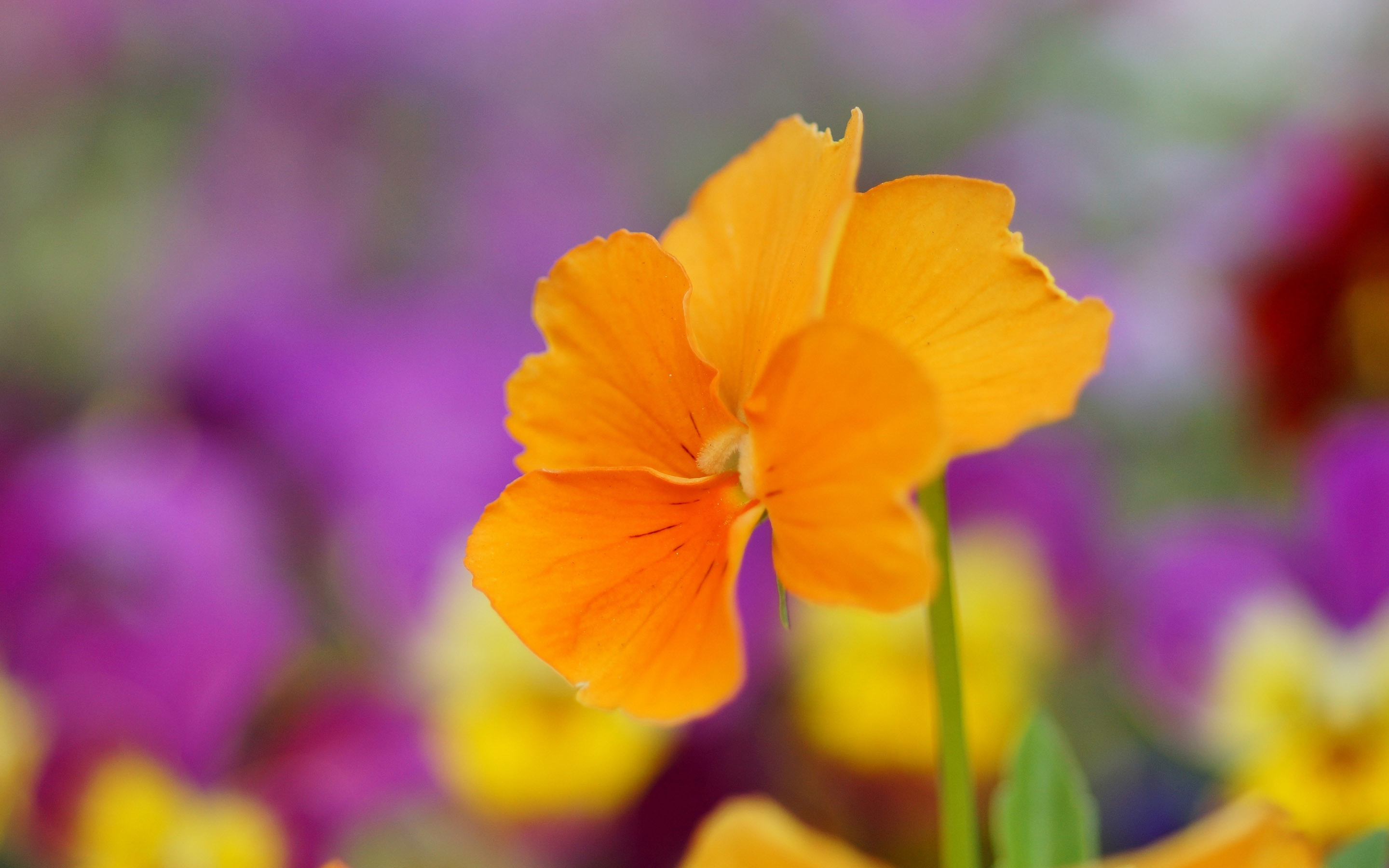 2880x1800 Yellow And Purple Pansies Pansy Wallpapers - Wallpaper Cave ...