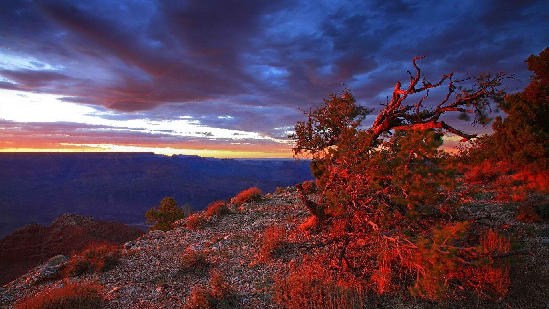 1920x1080 Sunset point USA Arizona Grand Canyon National Park bushes wallpaper |   | 246839 | WallpaperUP