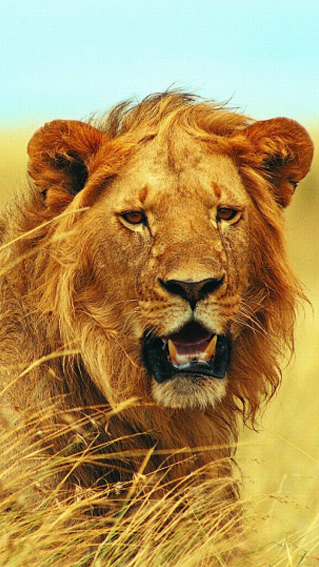 1080x1920 How to download HD Mighty Lion iPhone Wallpaper:-