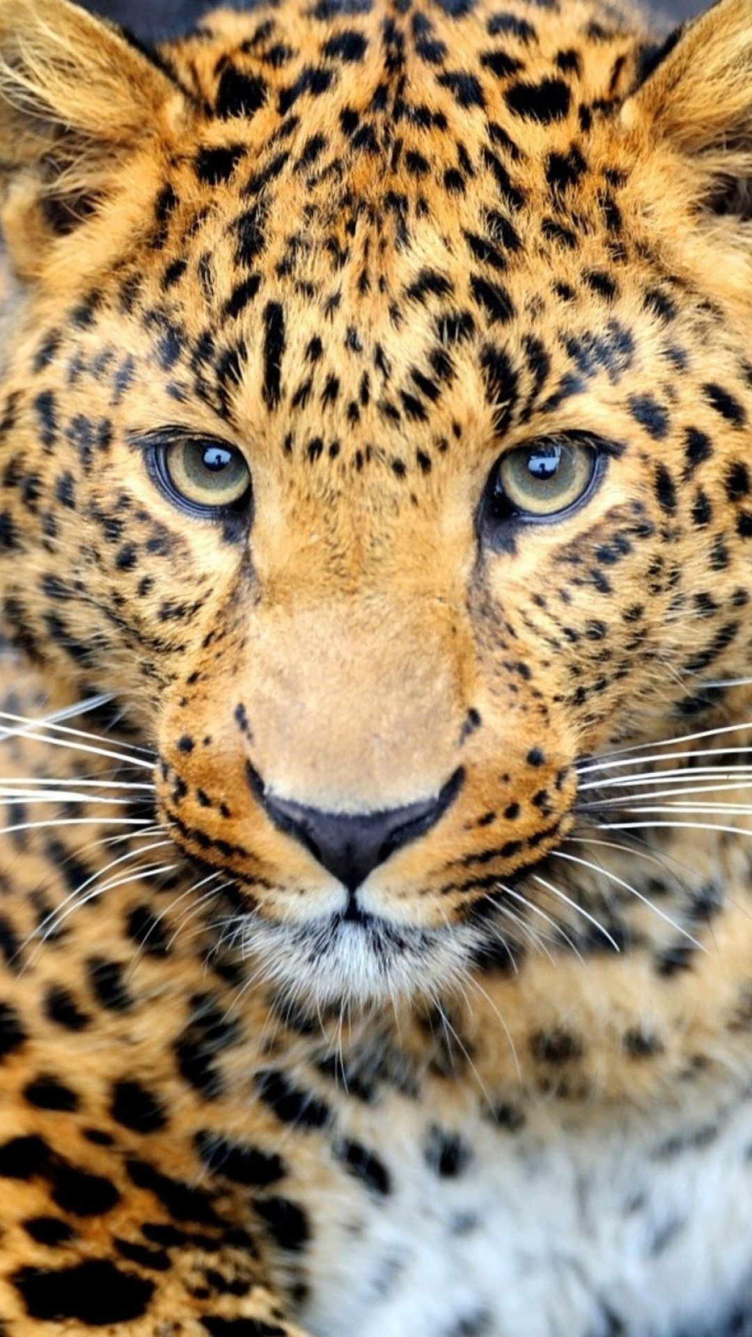 1080x1920 wallpaper.wiki-Download-Free-Cheetah-Background-for-Phone-