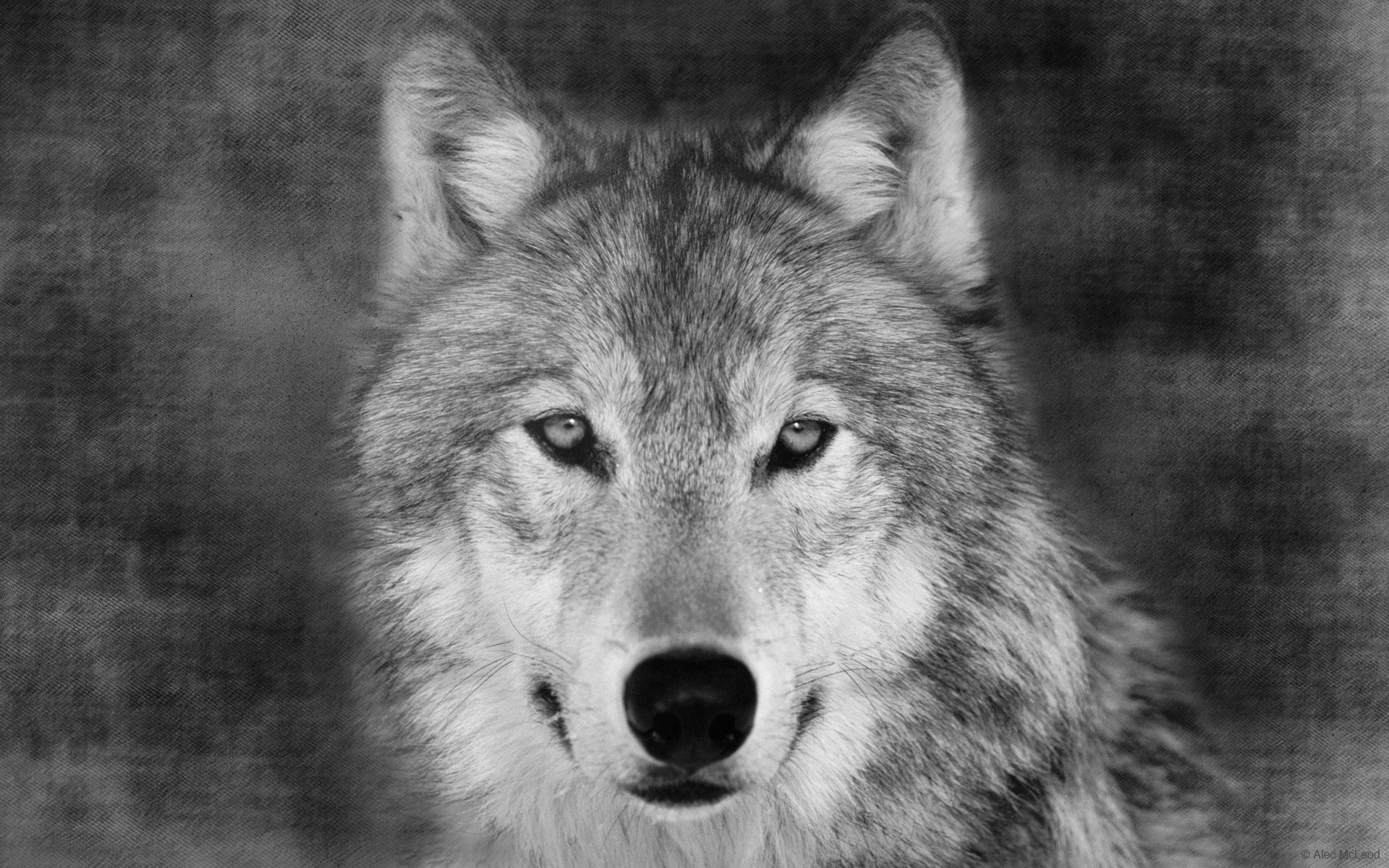 1920x1200 Dark Wolf by AlecMcLeod Dark Wolf by AlecMcLeod