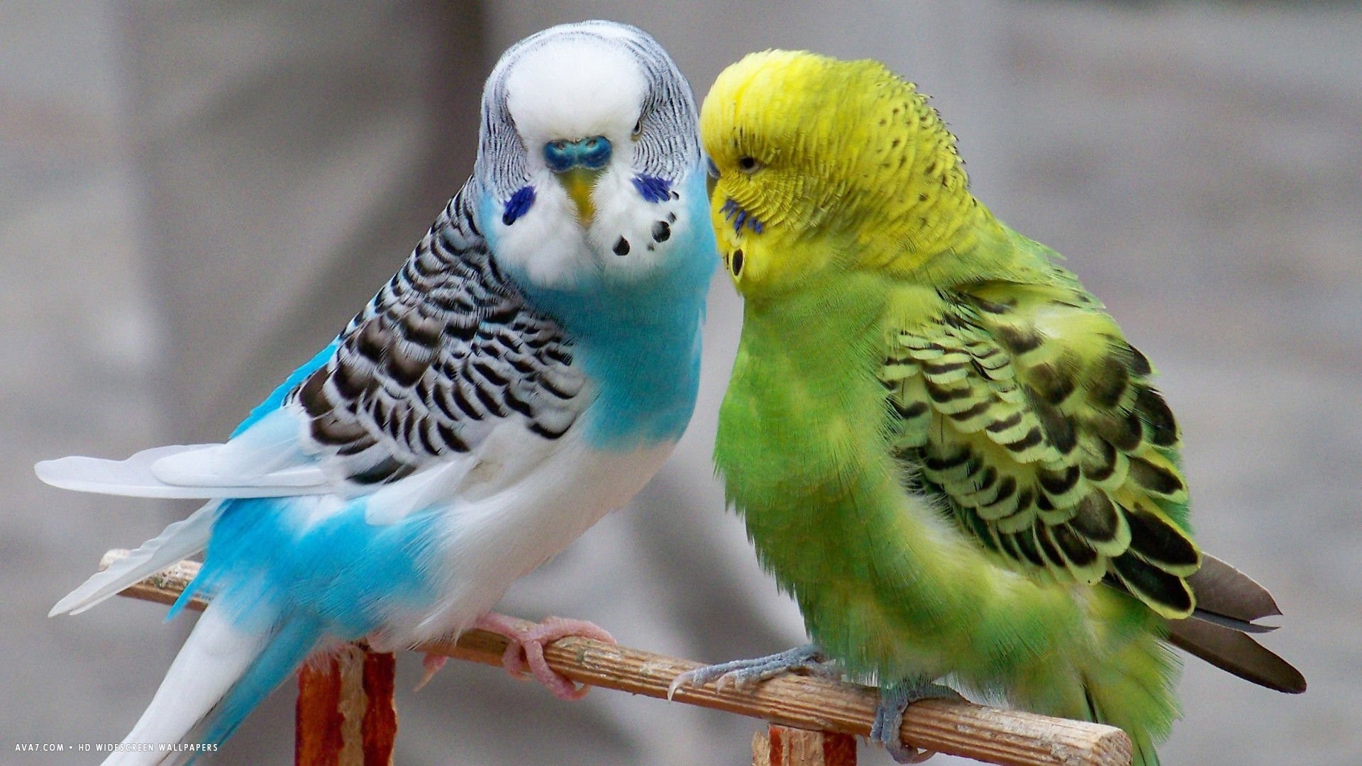 1920x1080 Parakeet Tag - Tropical Parrot Budgie Bird Parakeet Desktop Wallpaper Of  Birds for HD 16:
