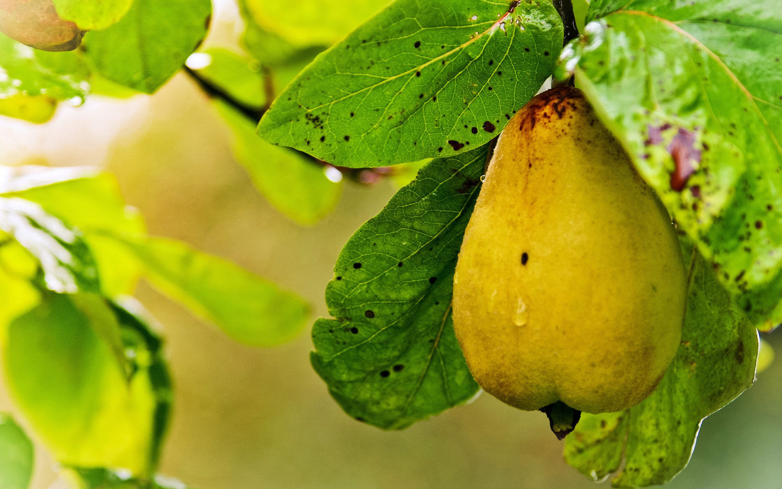 2560x1600 Yellow And Ripe Pear Fruit
