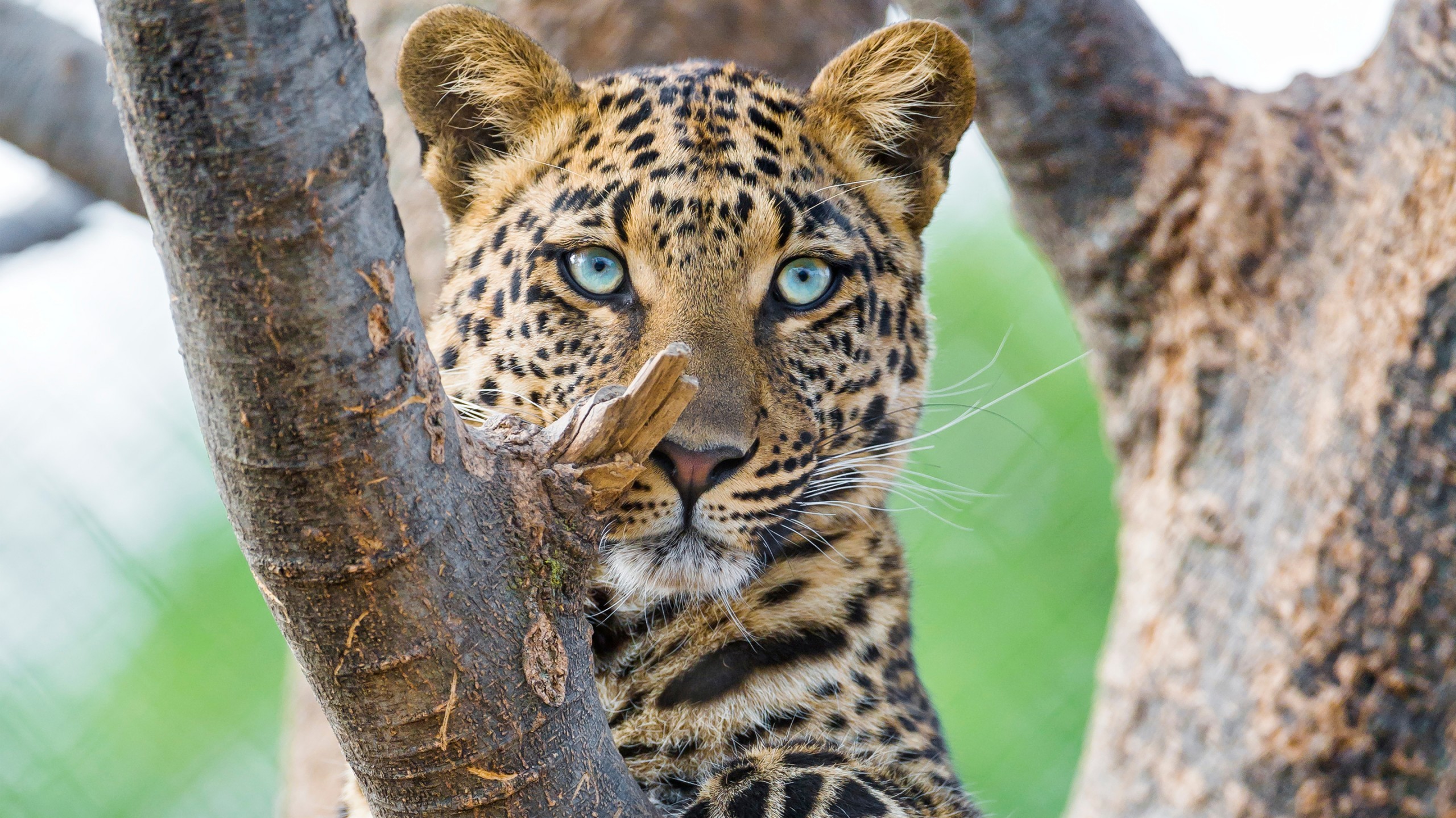 2560x1440 Animals / Leopard Wallpaper. Leopard, Big cat ...