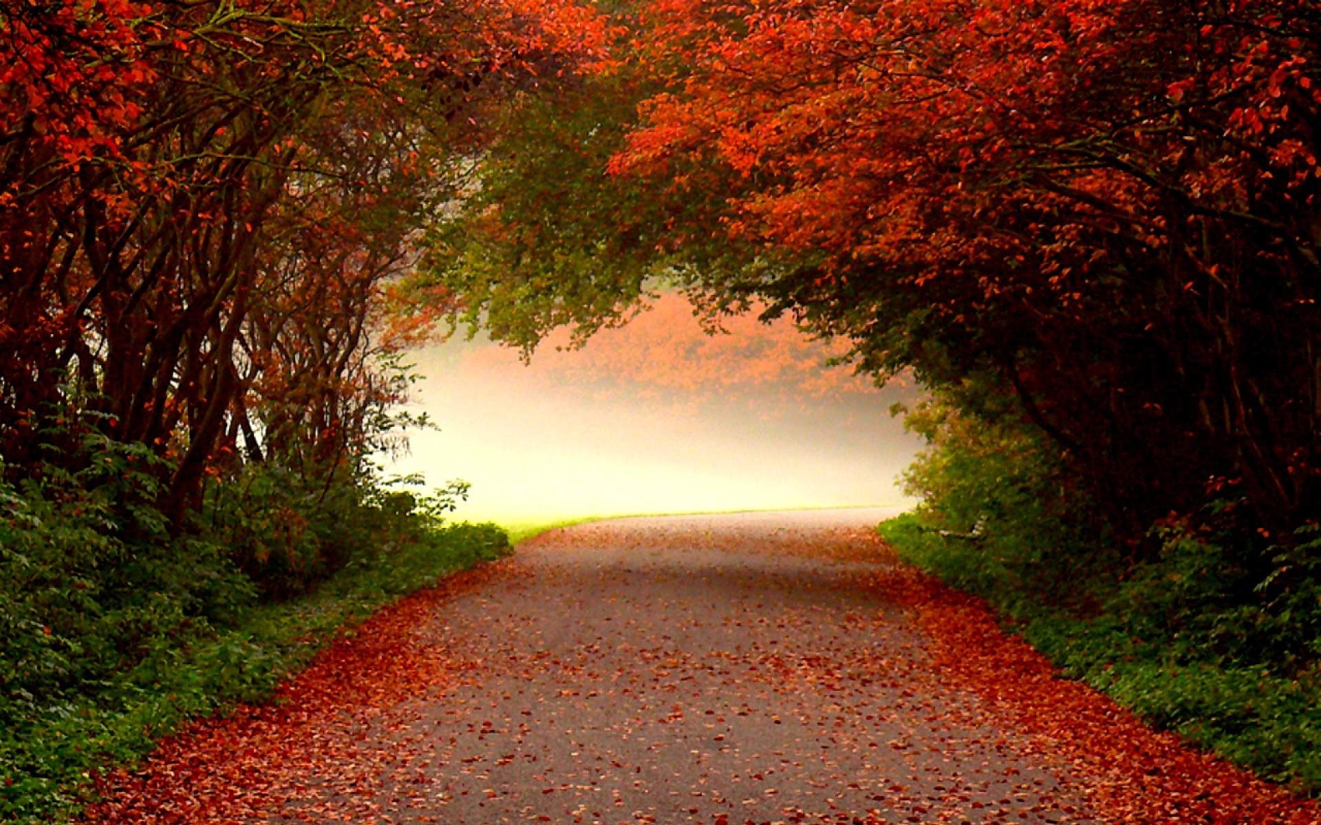 1920x1200 red-flowers-road-awesome-nature-wallpapers