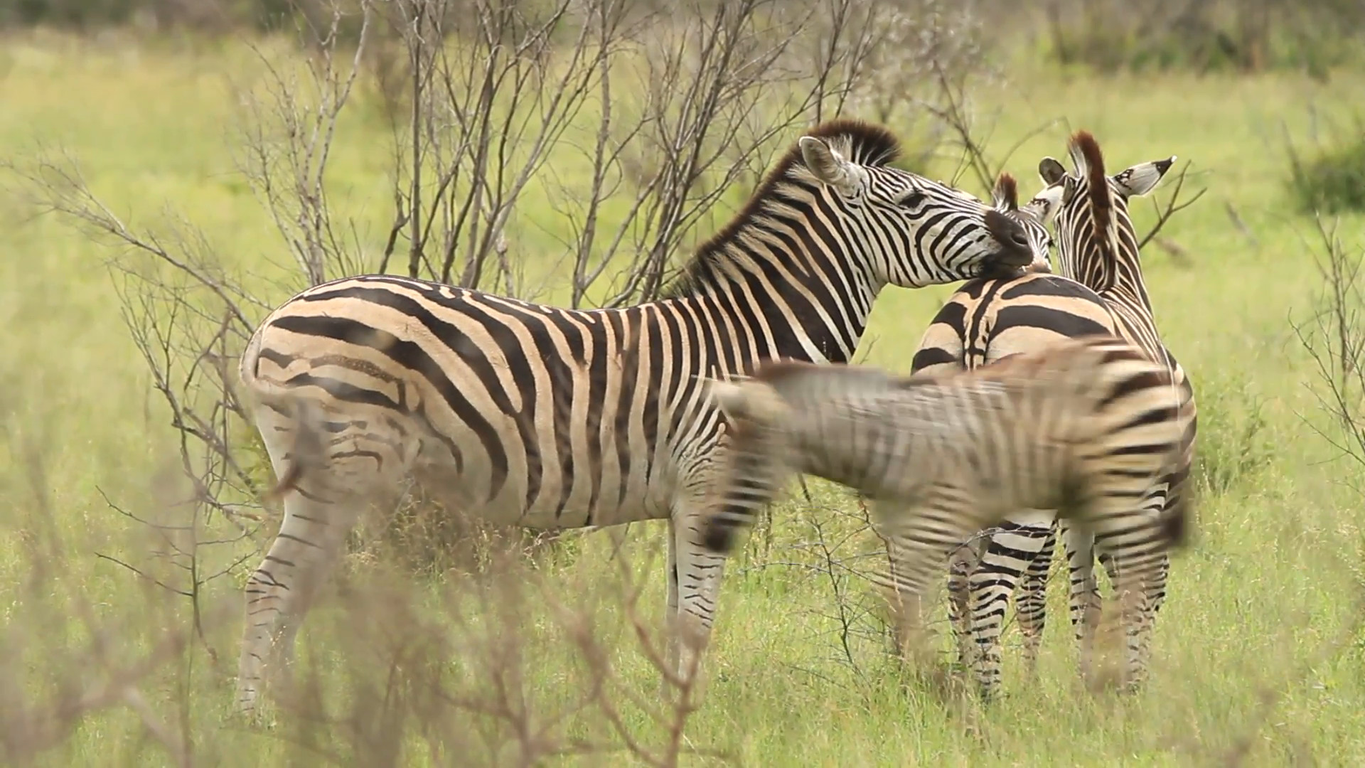 1920x1080 Zebras resting on each other while baby Zebra runs past the group. Stock  Video Footage - Storyblocks Video