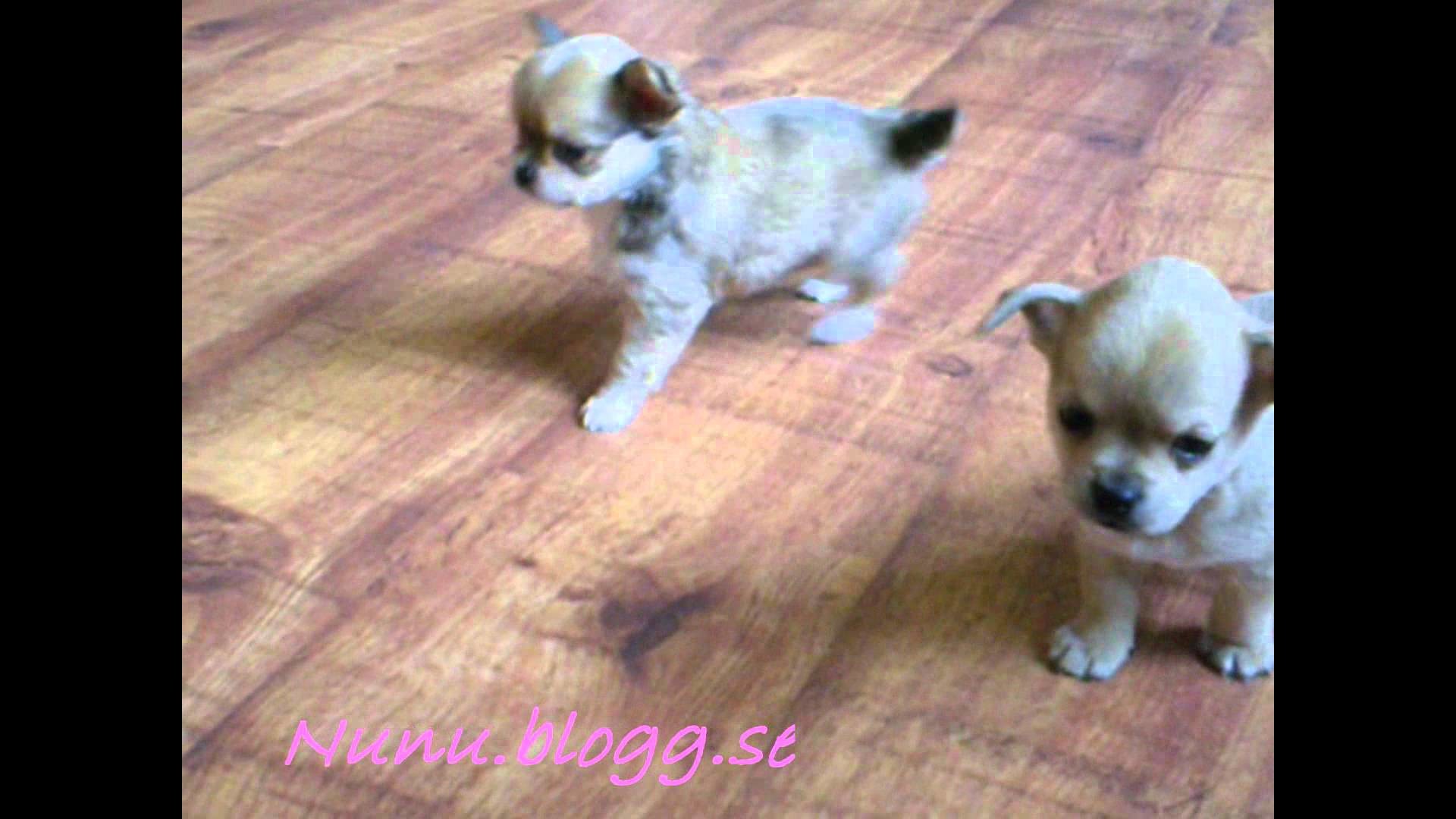 1920x1080 Chihuahua puppies, 6 weeks old!