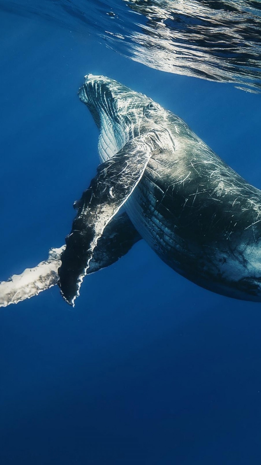 1080x1920  Wallpaper whale, swimming, underwater, water