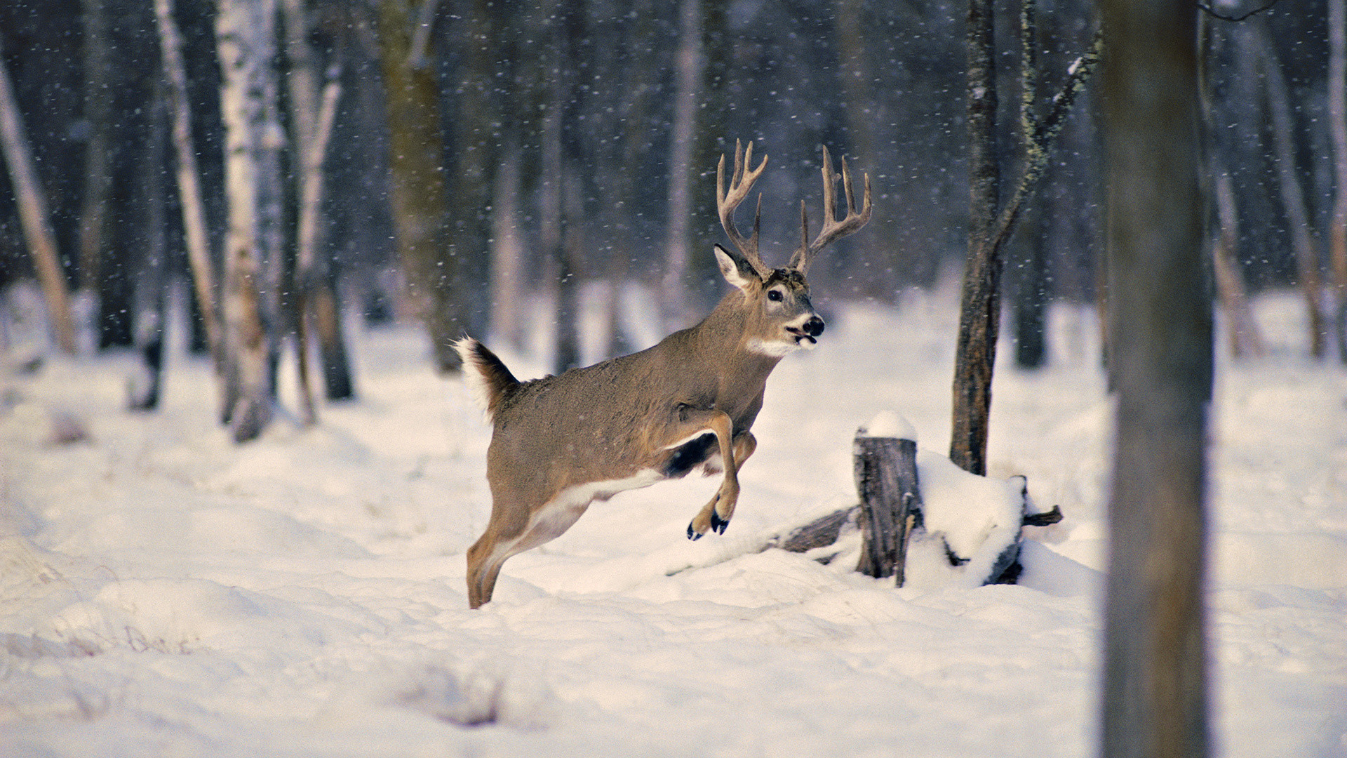 1920x1080 Wallpaper snow wood winter deer horn desktop wallpaper Animals 