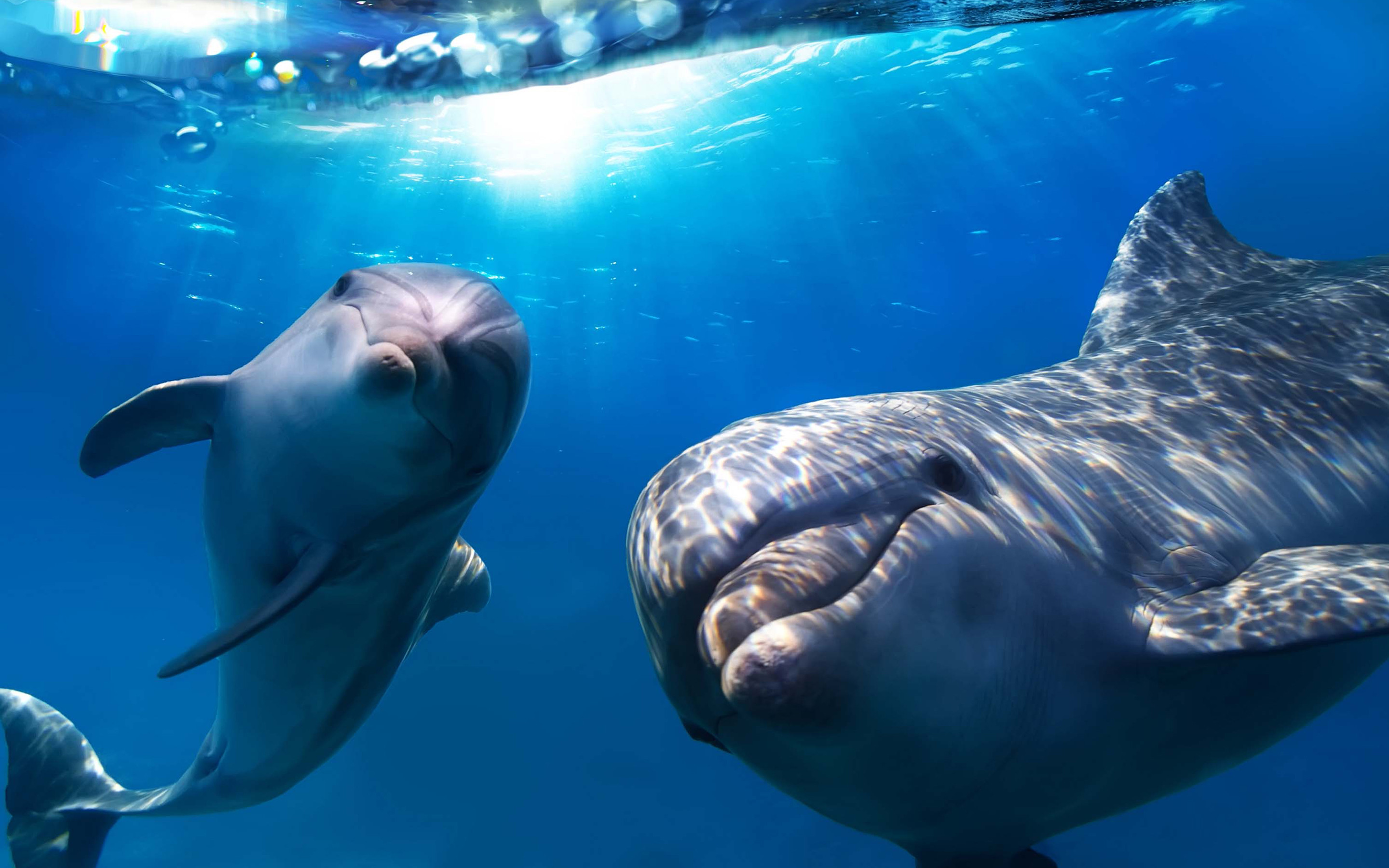2880x1800 dolphin wallpaper underwater. Â«Â«