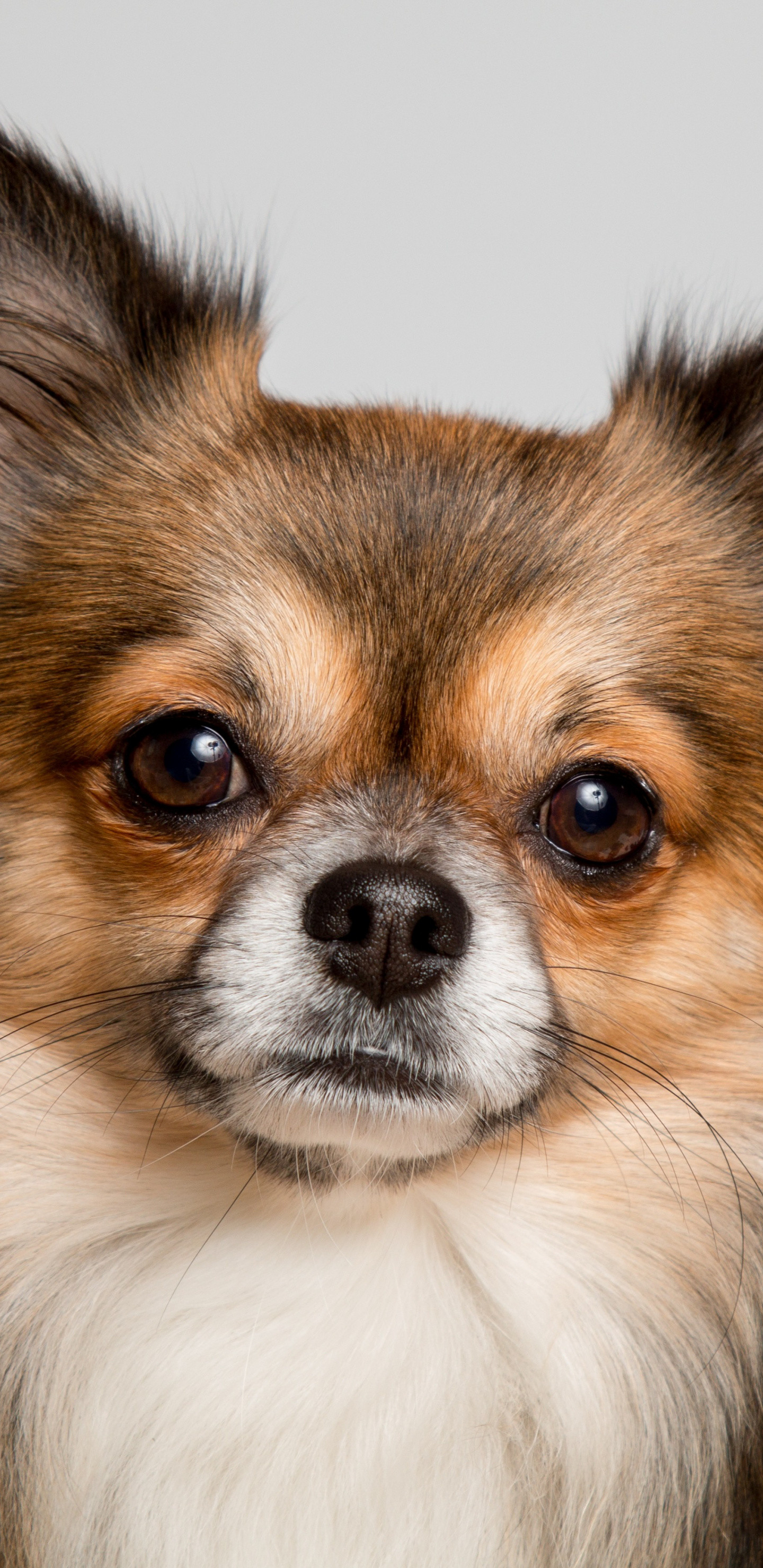 1440x2960 Chihuahua, dog, cute muzzle,  wallpaper
