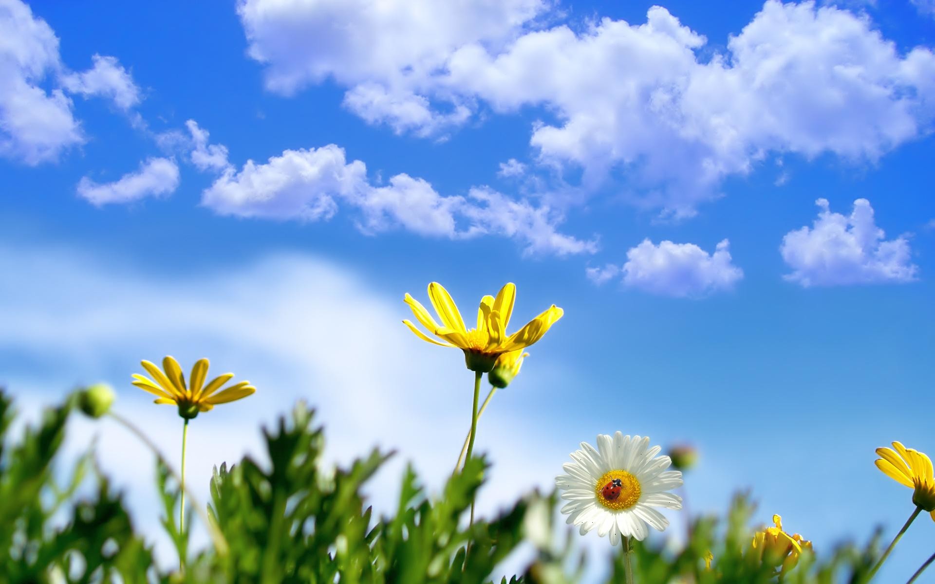 1920x1200 clouds, sky, flowers, spring background
