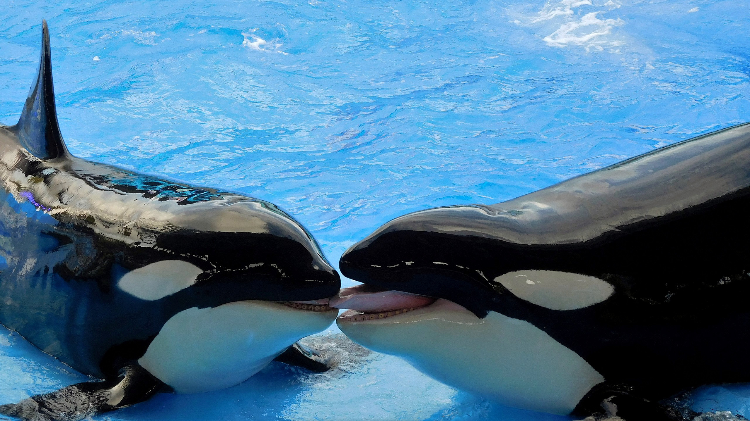 2560x1440 HD wallpaper two orcas at pool