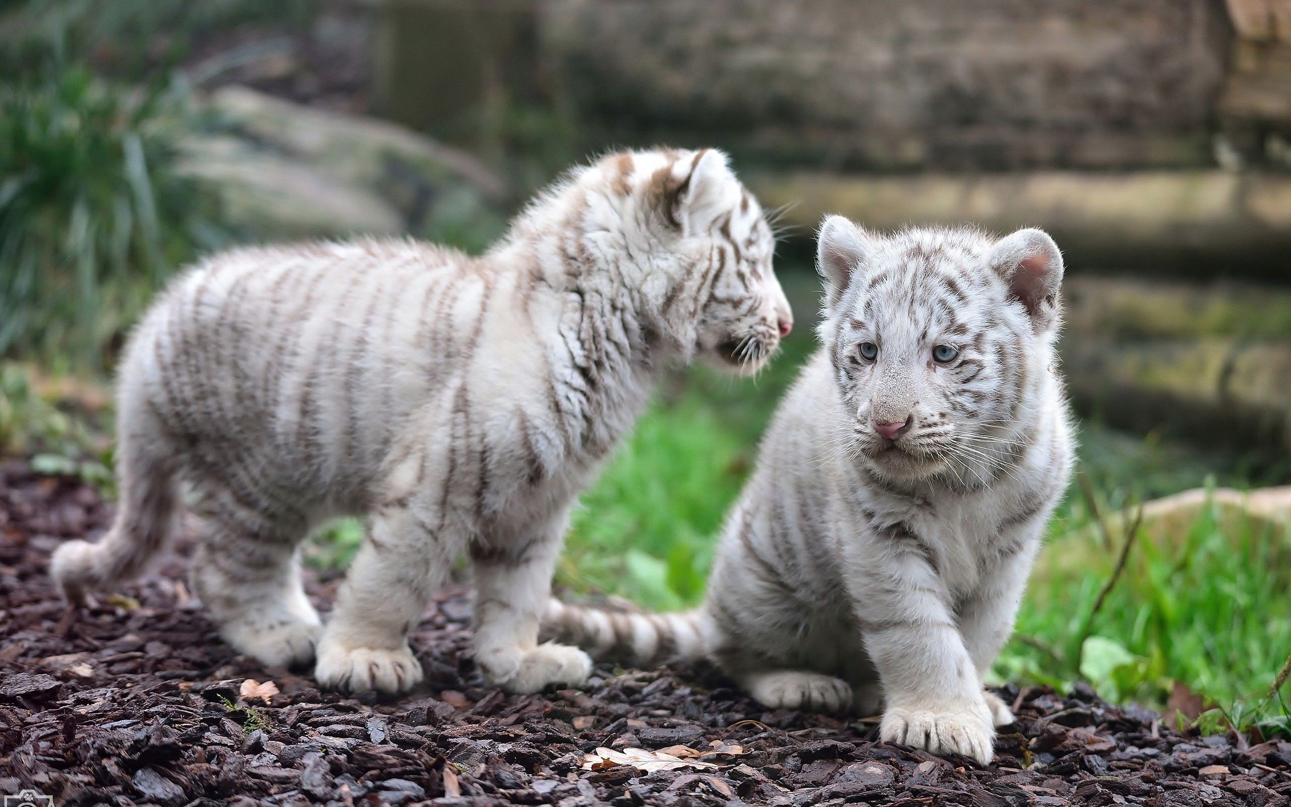 2560x1600 ... White tiger cubs