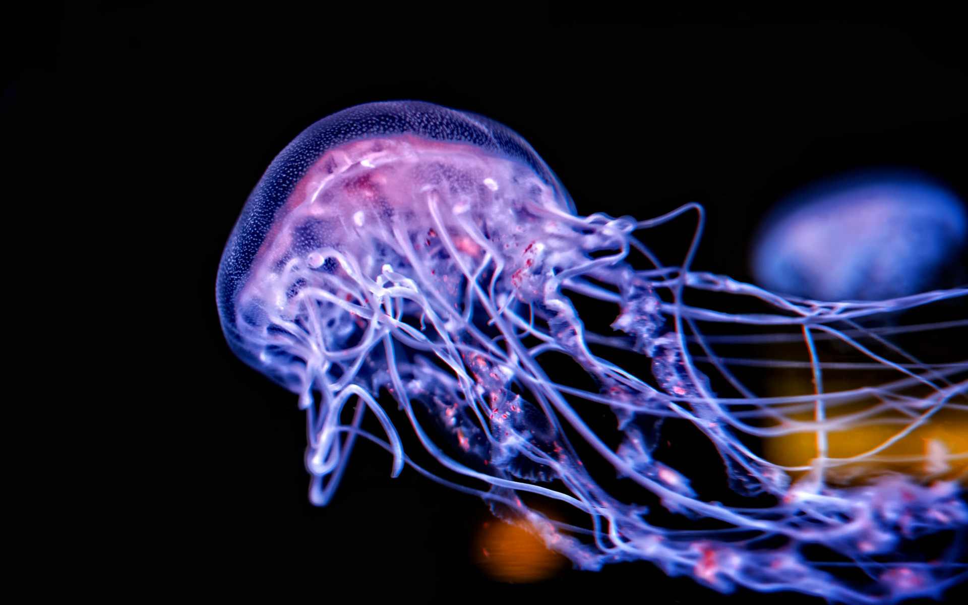 1920x1200 Jellyfish, Underwater, Sea, Glowing, Black Background, Depth Of Field,  Animals