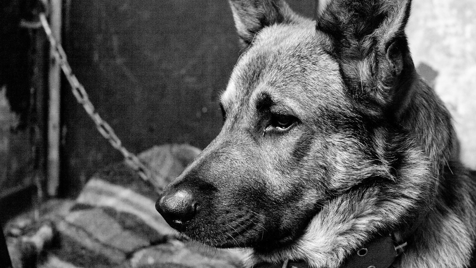 1920x1080 Desktop-images-of-sad-dogs-wallpaper.jpg