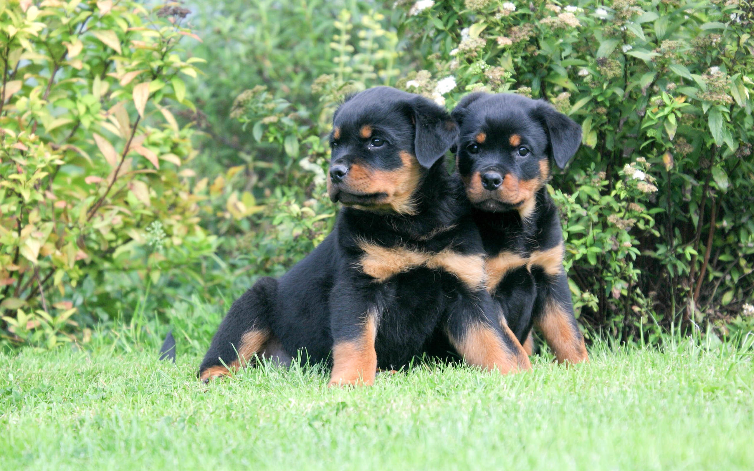 2560x1600 ... Rottweiler chiots calme duo assis dans un parc ...