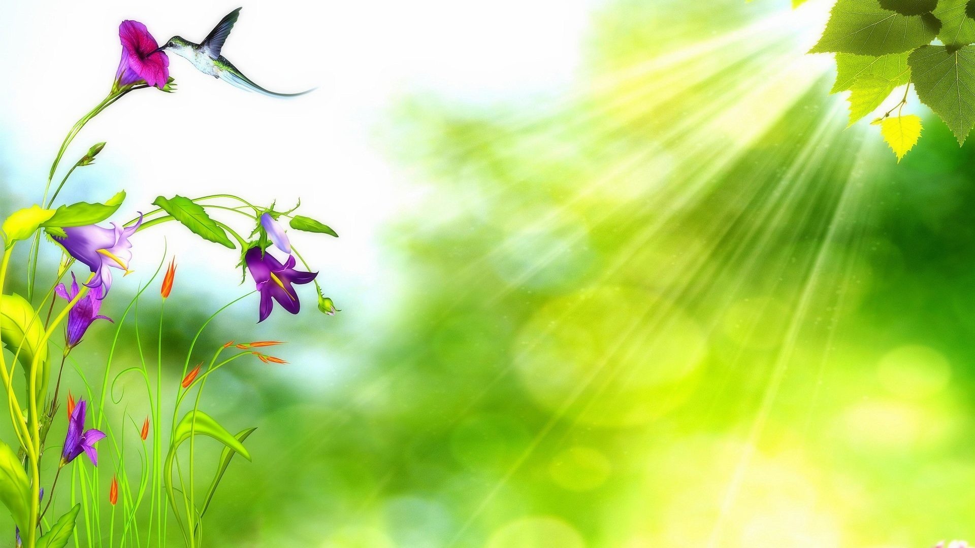 1920x1080 Stock Tag - Stock Flowers Love Hummingbird Pre Bright Seasons Spring Ray  Green Four Leaves Lovely