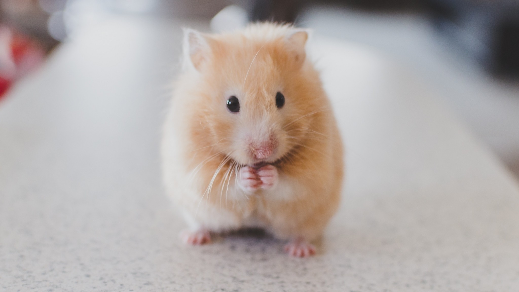 2048x1152  Wallpaper hamster, rodent, cute