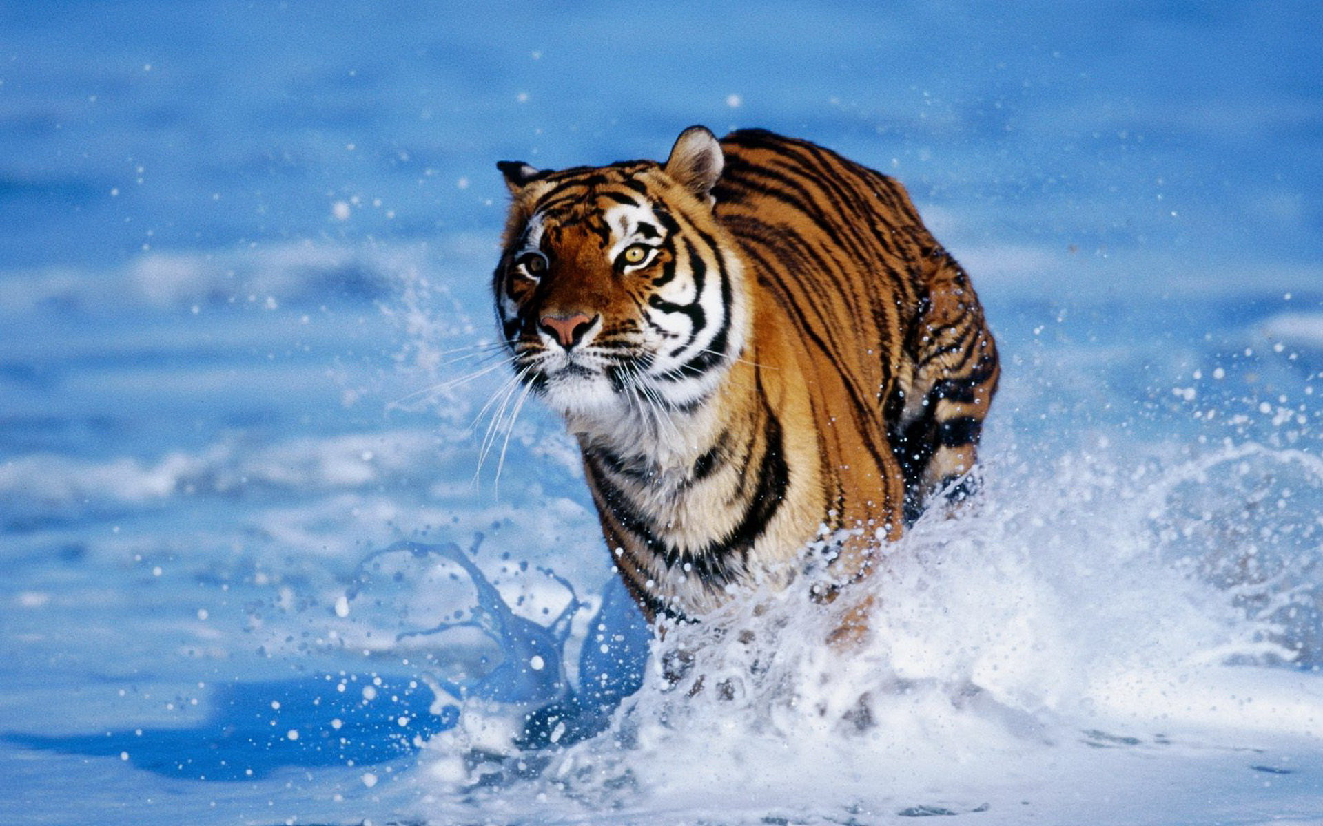 1920x1200 Bengal Tiger Hintergrundbilder Tiere Hintergrundbild 1764846090