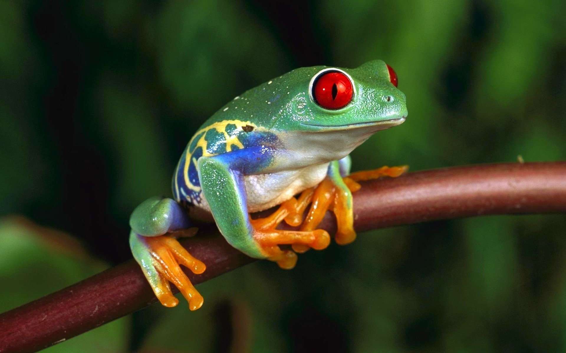 1920x1200 frog, Animals, Amphibian, Red Eyed Tree Frogs Wallpapers HD / Desktop and  Mobile Backgrounds